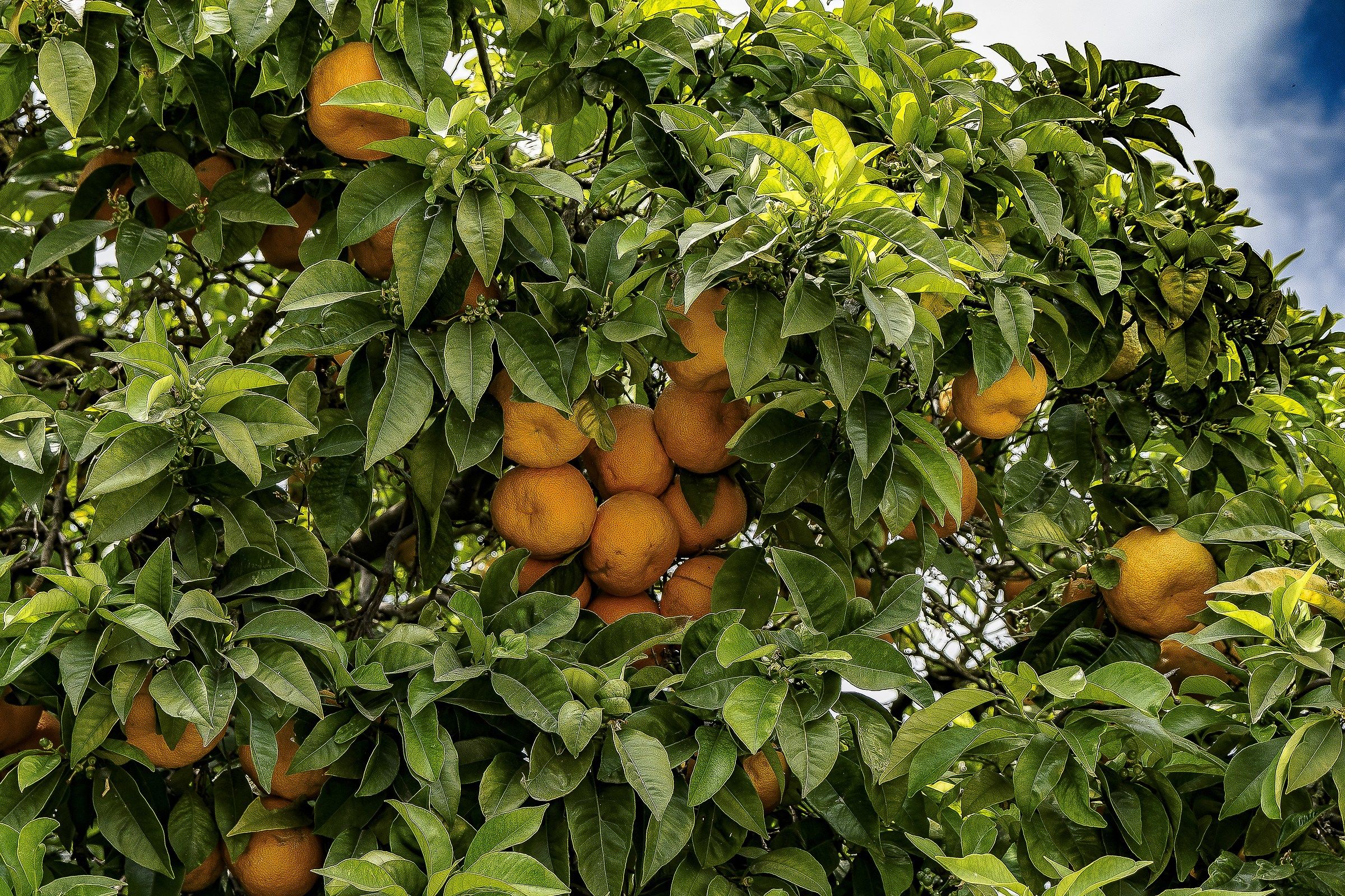 Oranges of Sicily