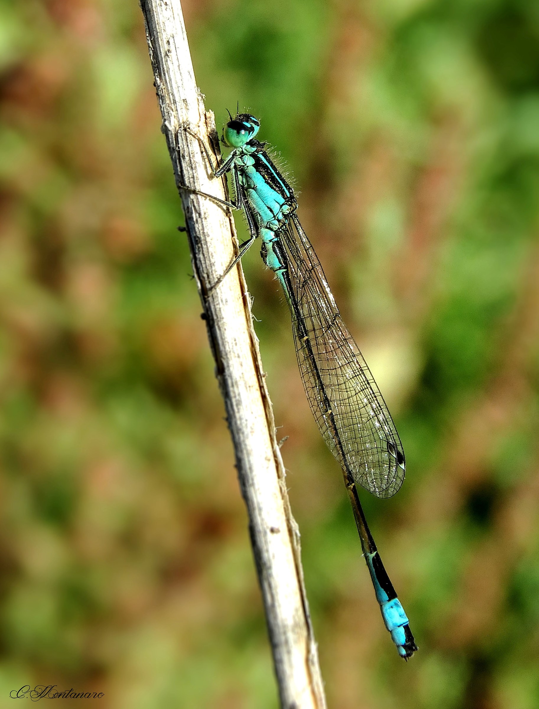 Ischnura elegans (male)