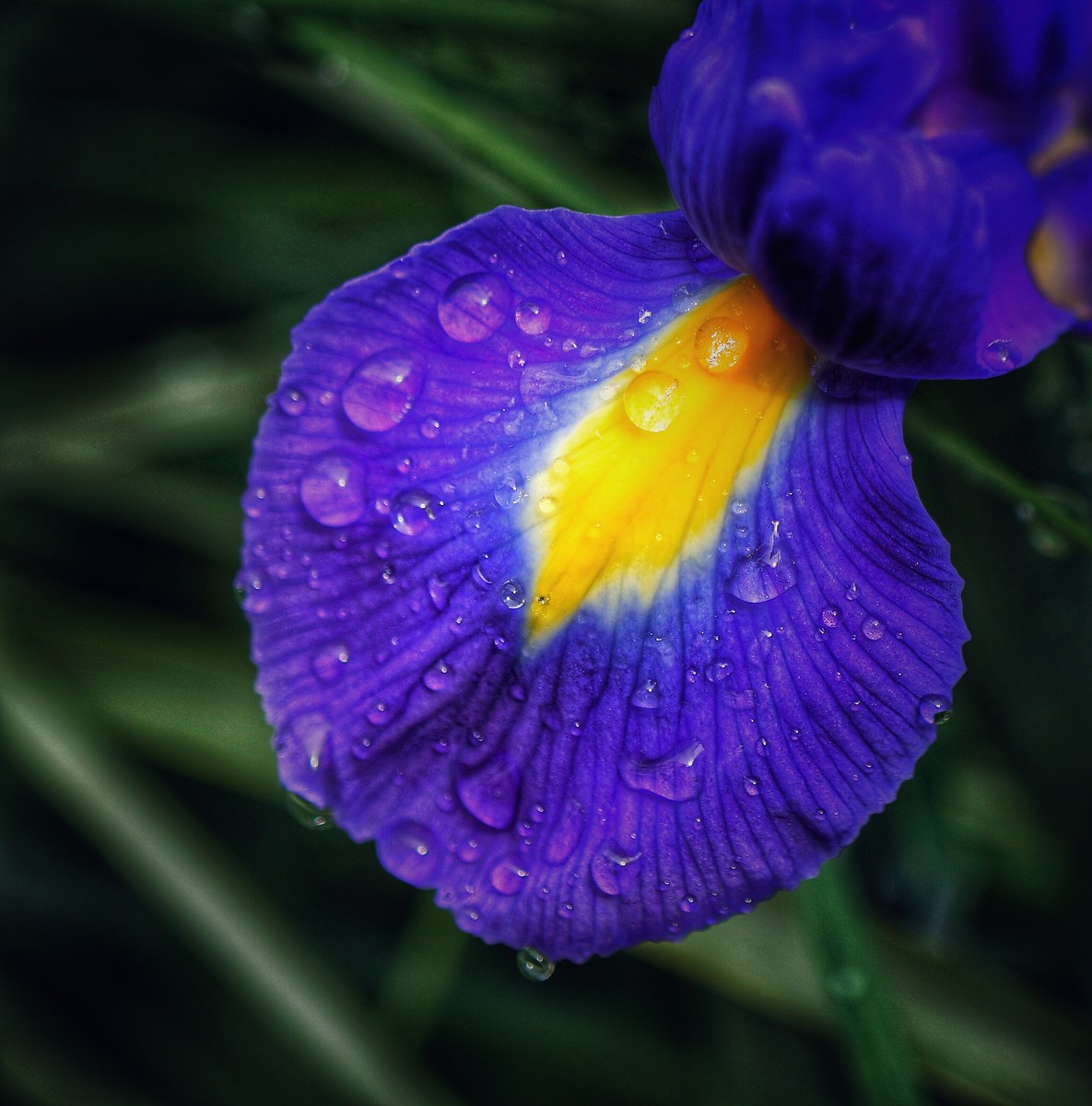 iris