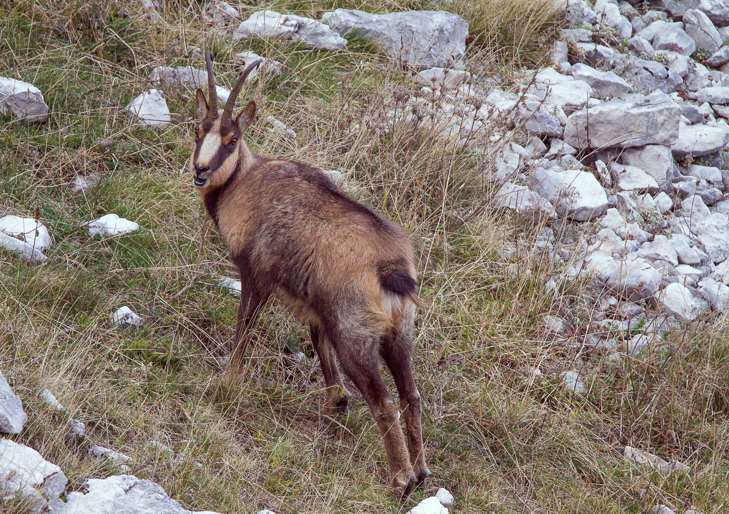 Chamois