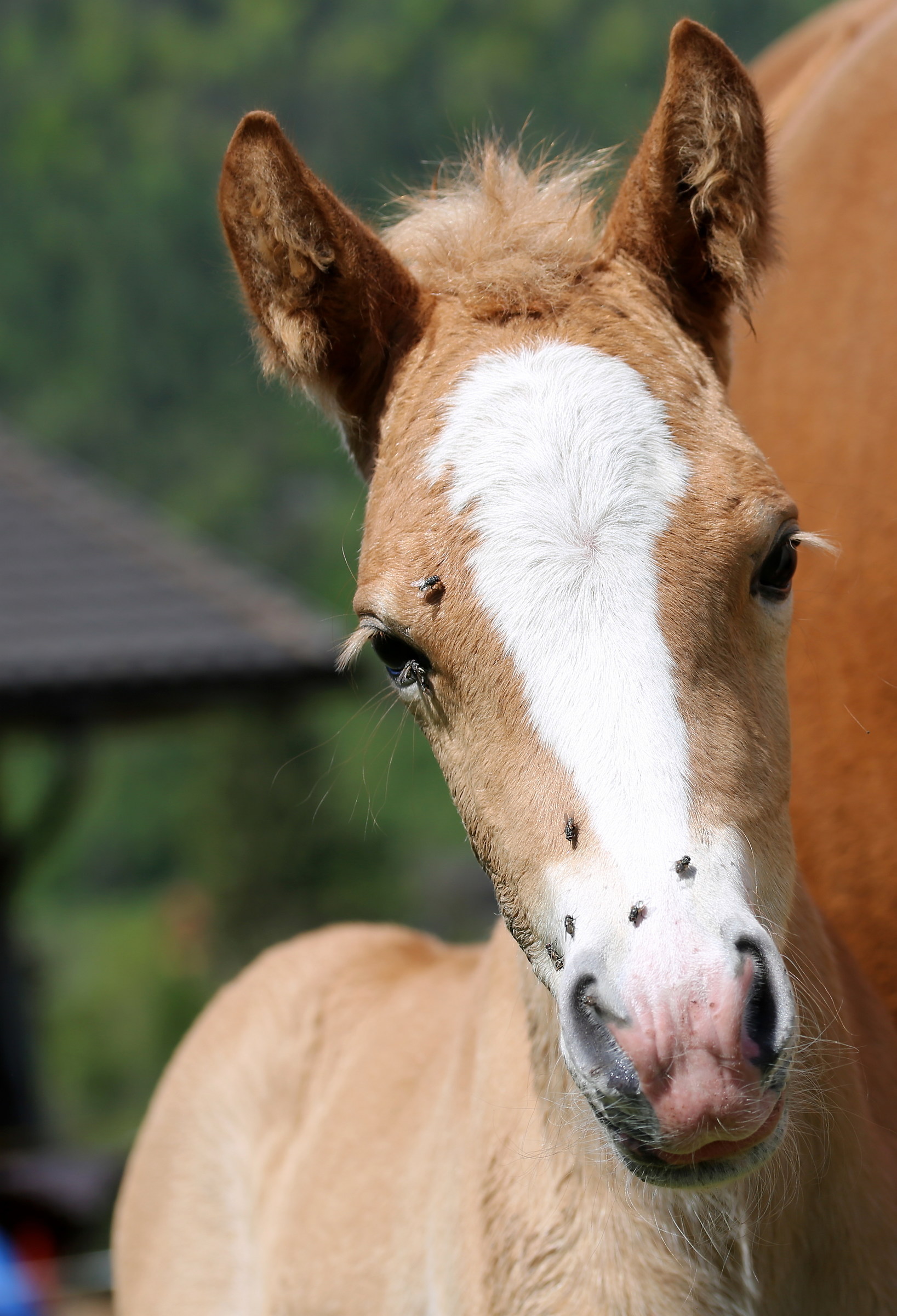Che fastidio le mosche!