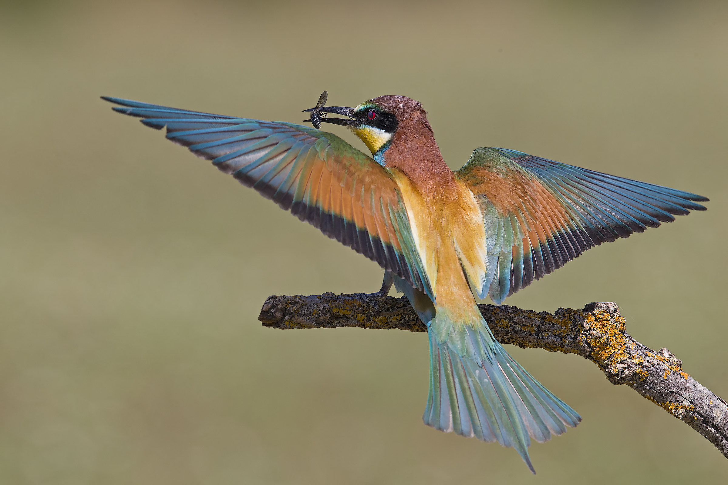 Bee eater