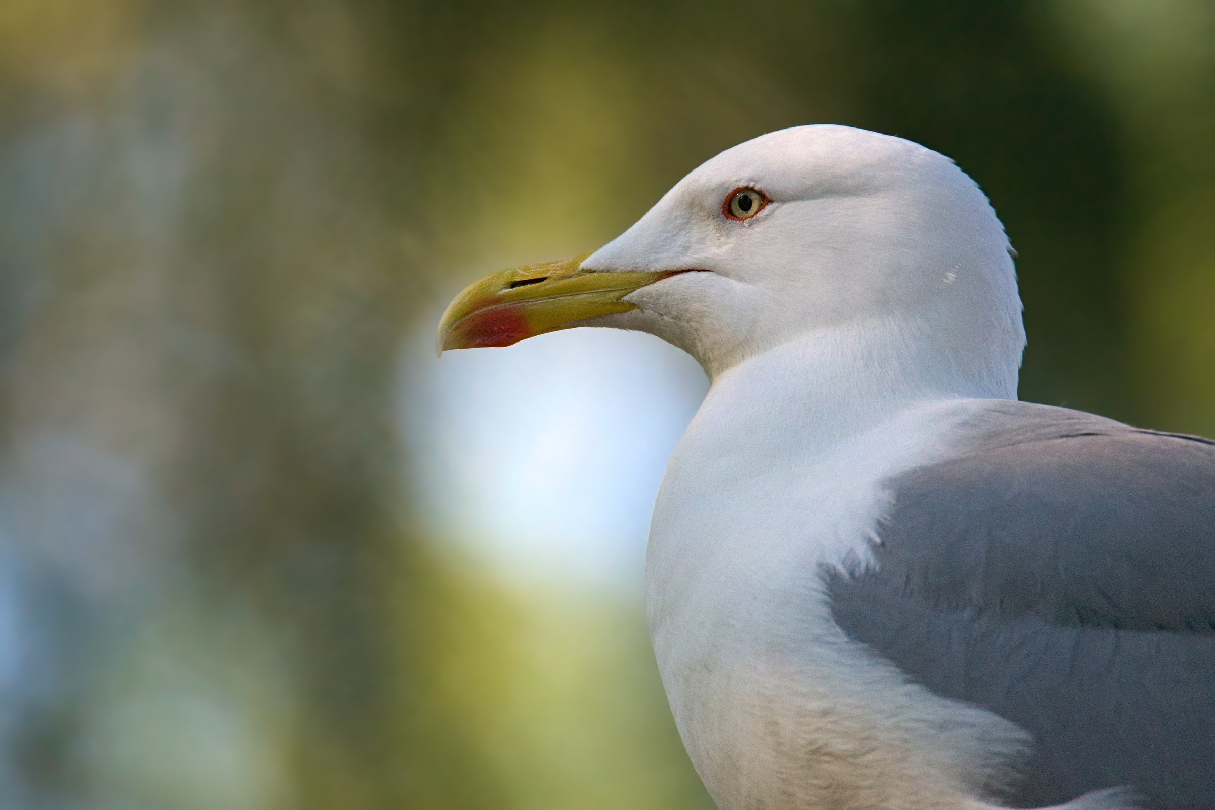 Seagull portrait