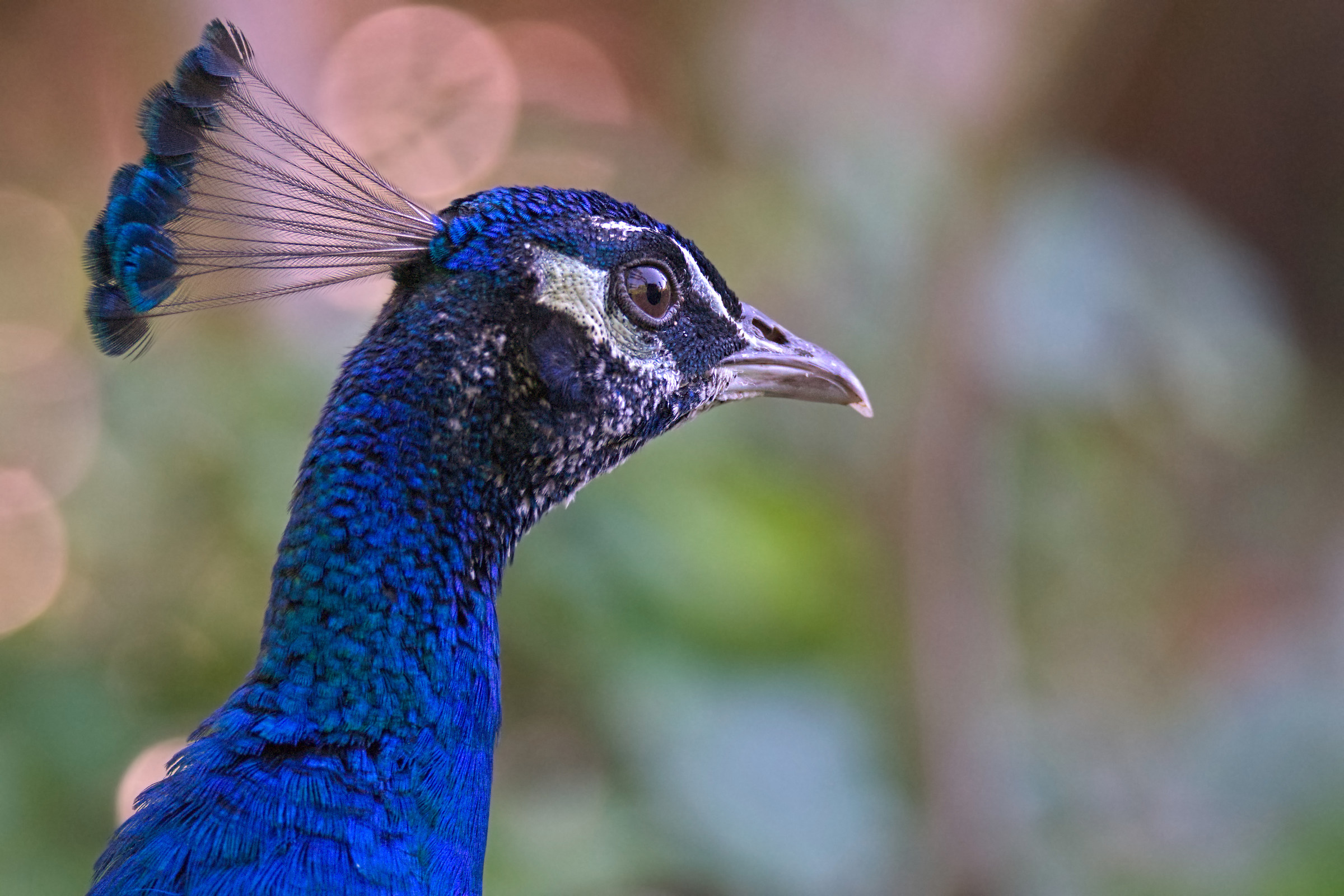 Peacock