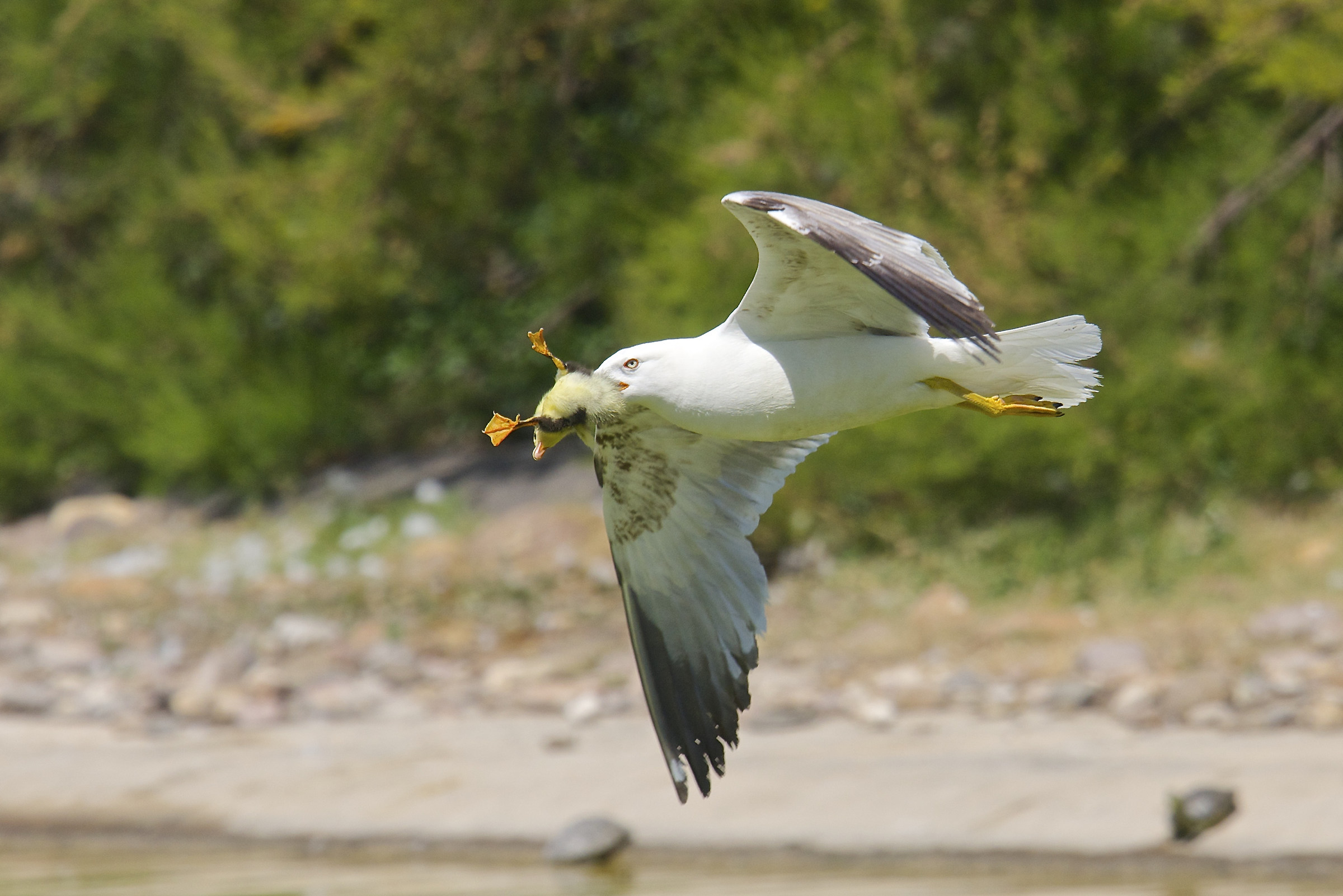 Meglio non guardare...