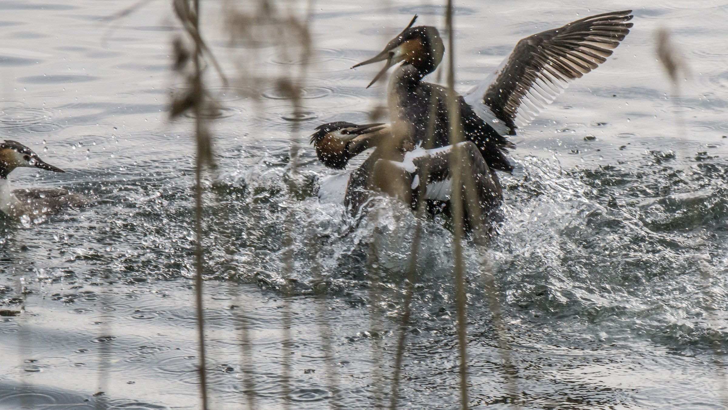 Due svassi che lottano per una femmina