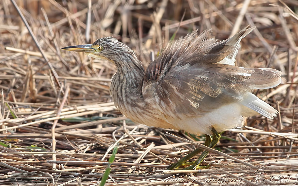 Sgarza ciuffetto(Ardeola ralloides)
