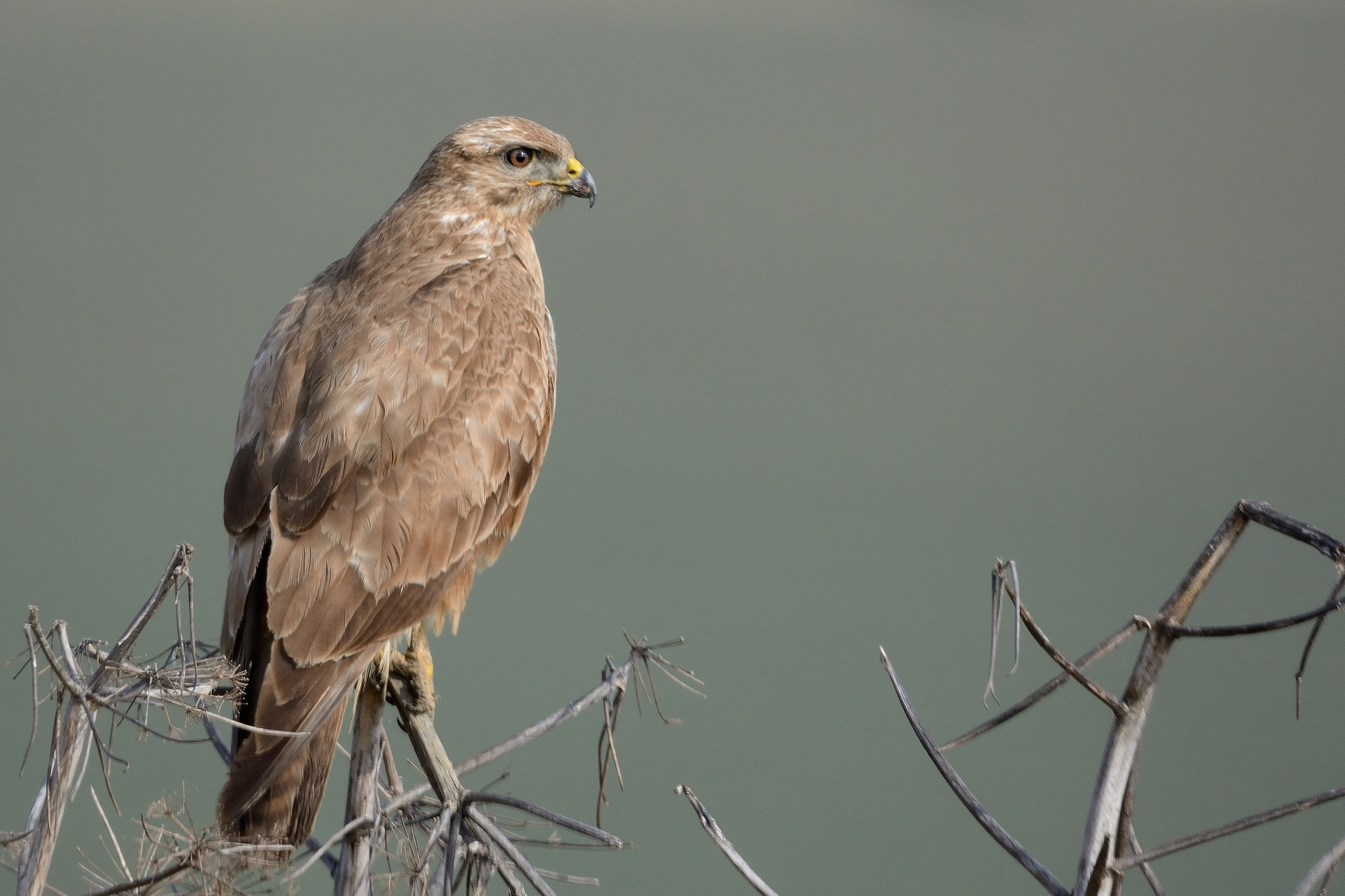 Buzzard