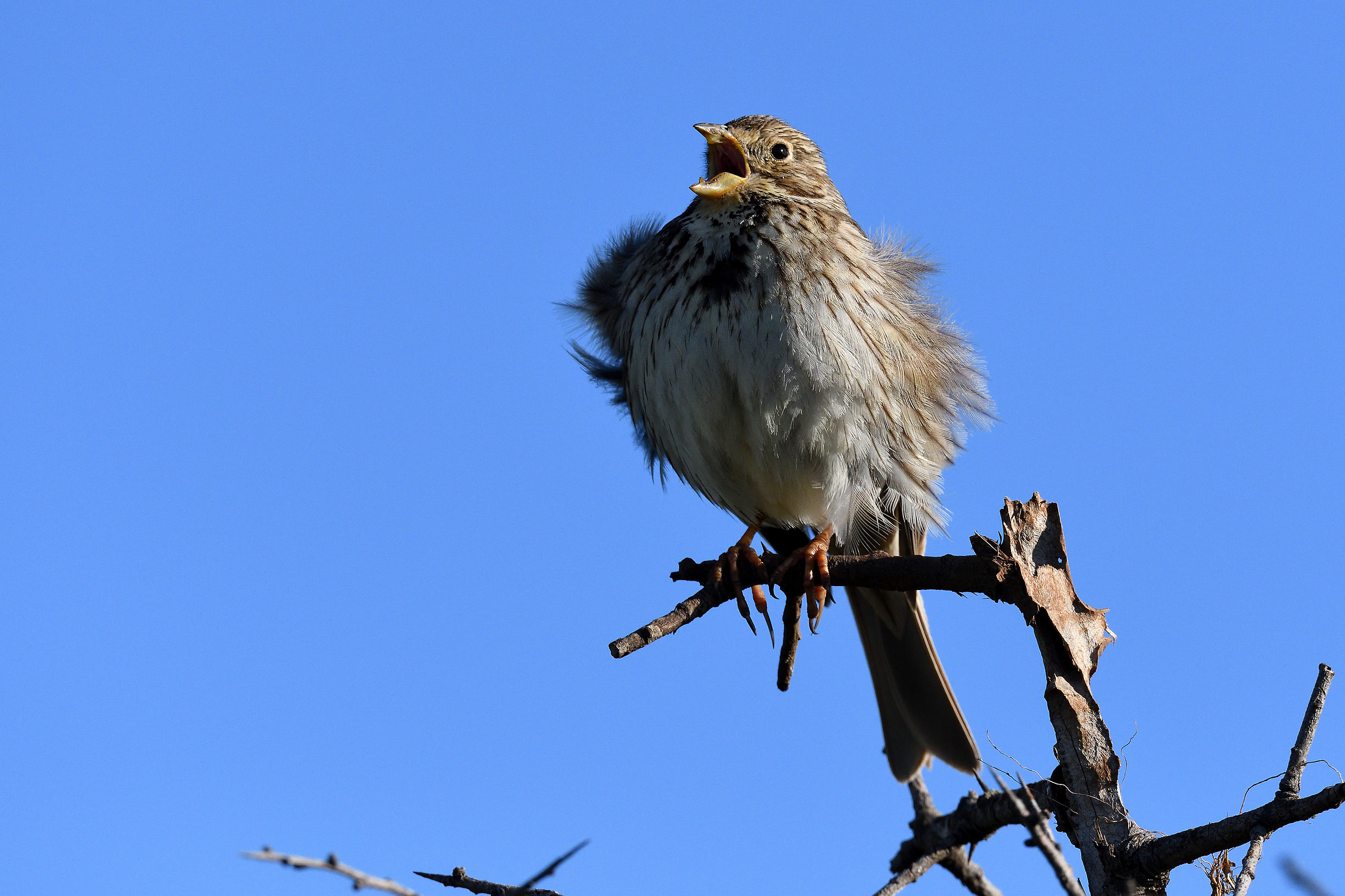 Corn bunting