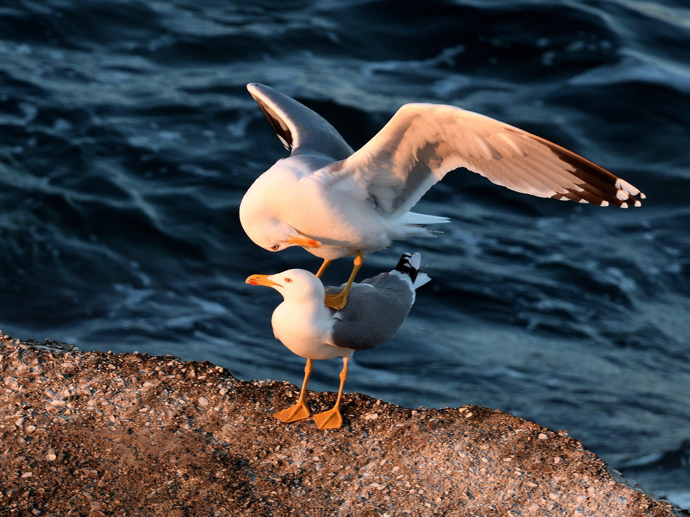 Real gulls - mating