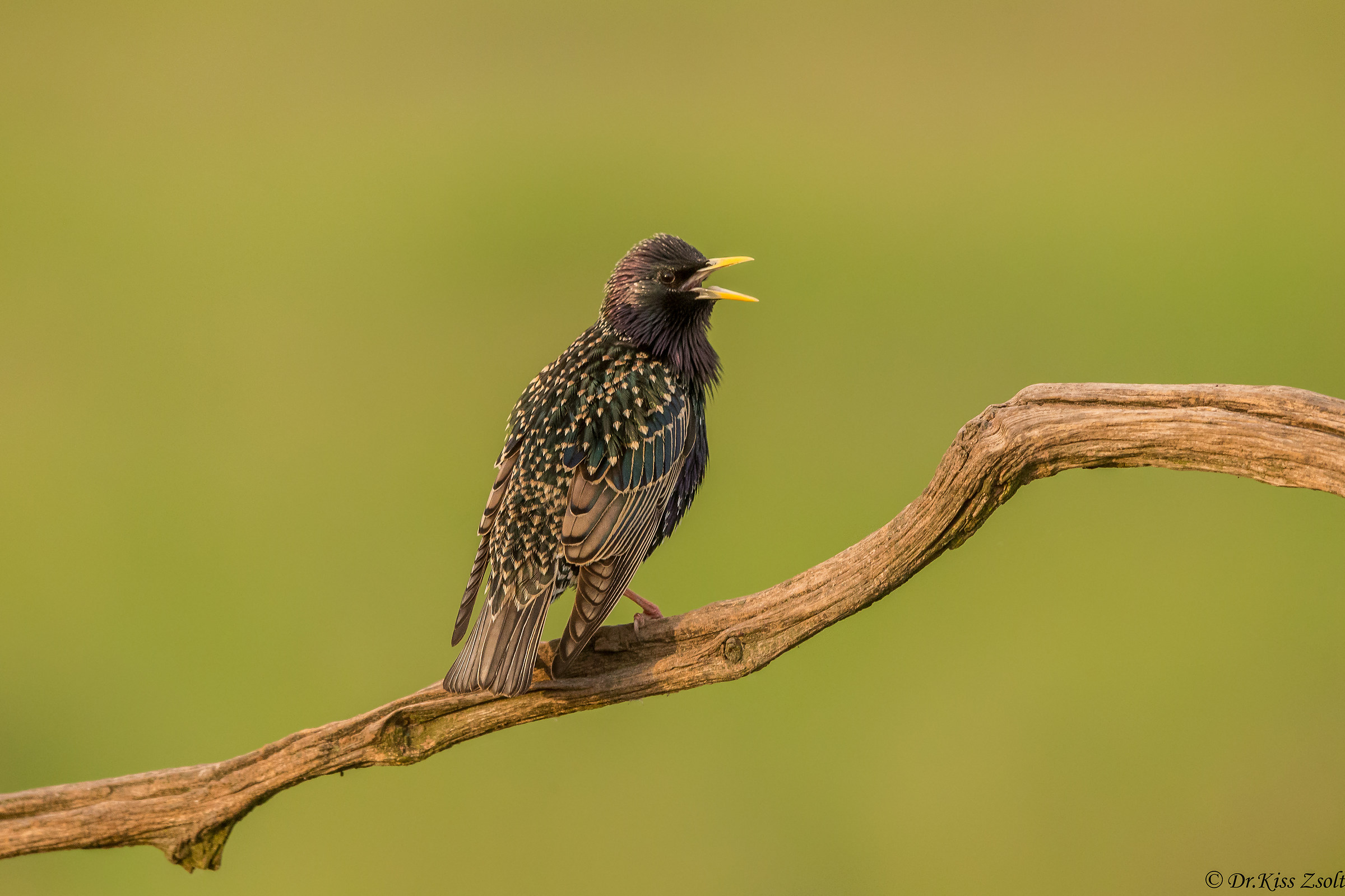Starling di canto