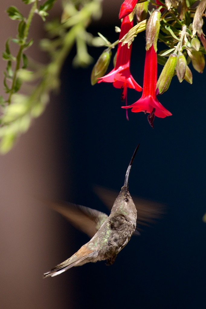 Hummingbird - Arequipa