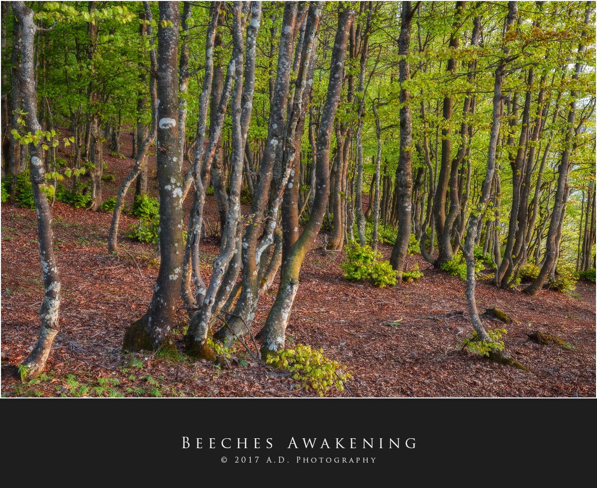 Beeches Awakening