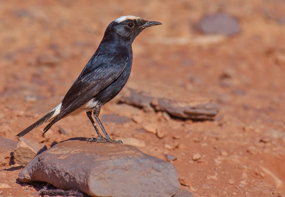 The white head monachella