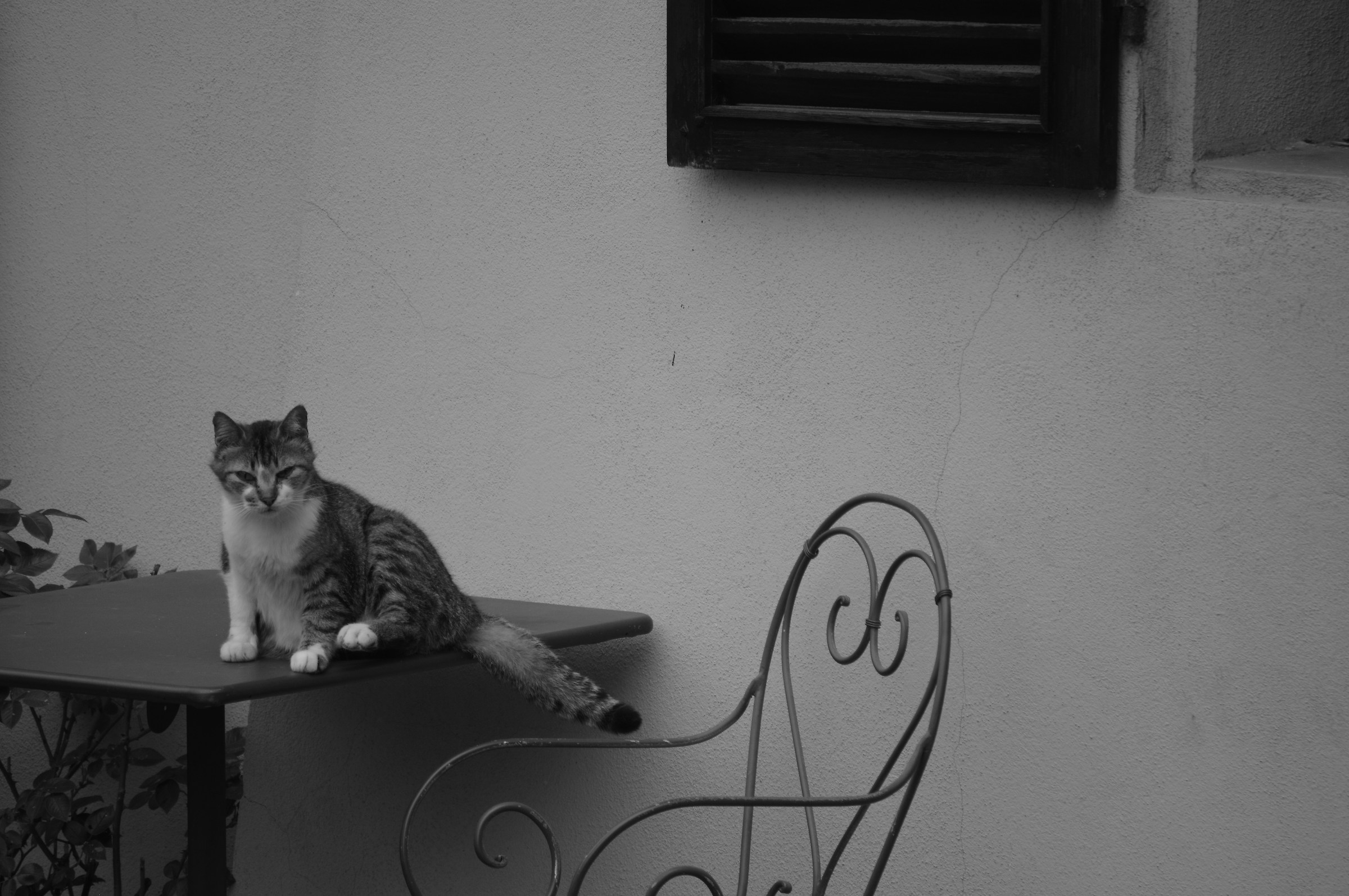 Cat to the bar .....