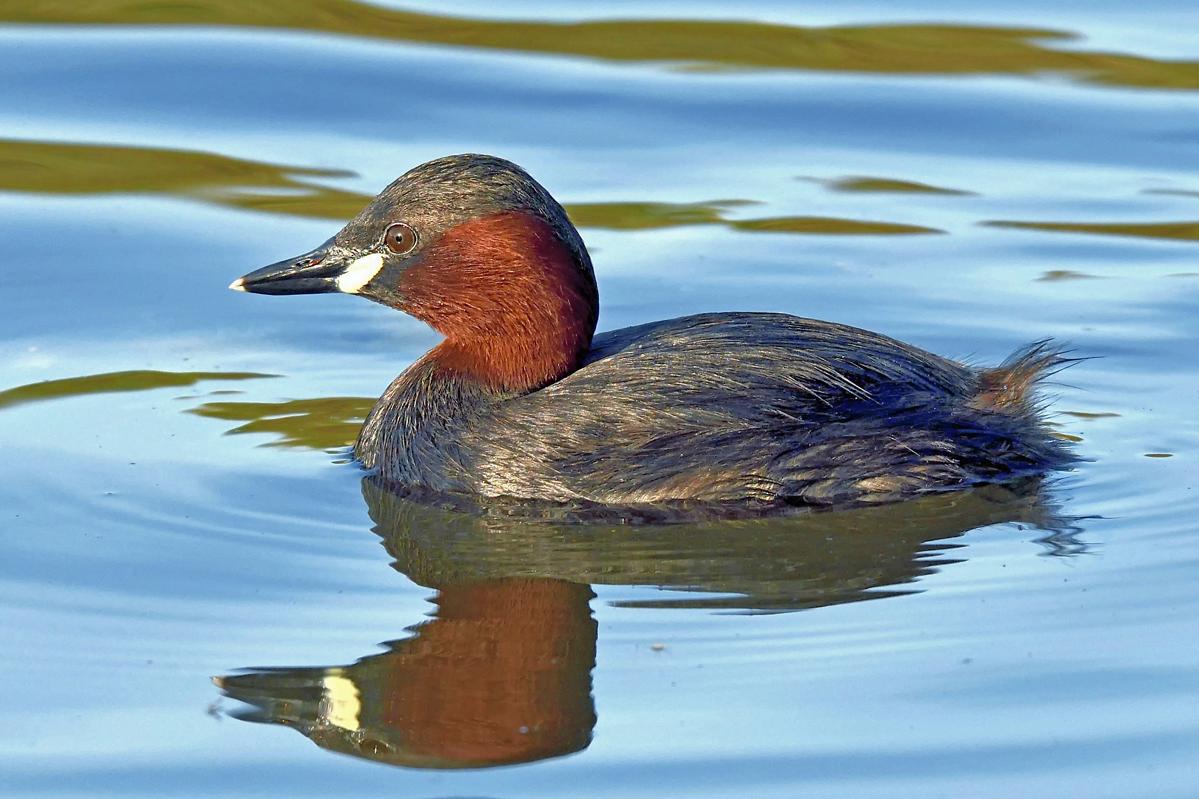 Little Grebe