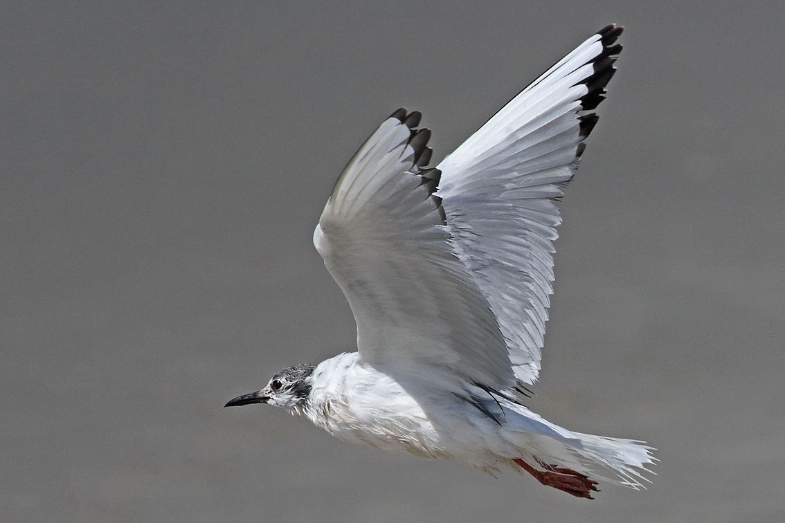 Gabbiano di Bonaparte