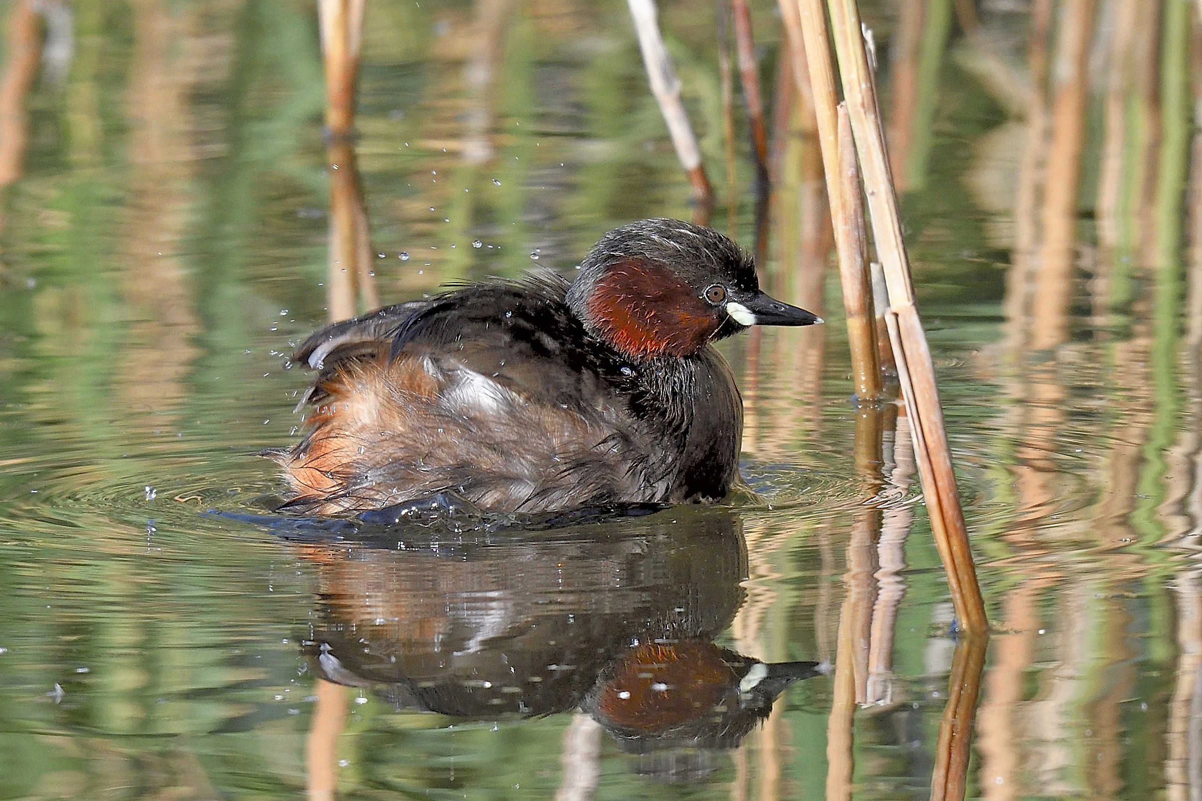 Little Grebe