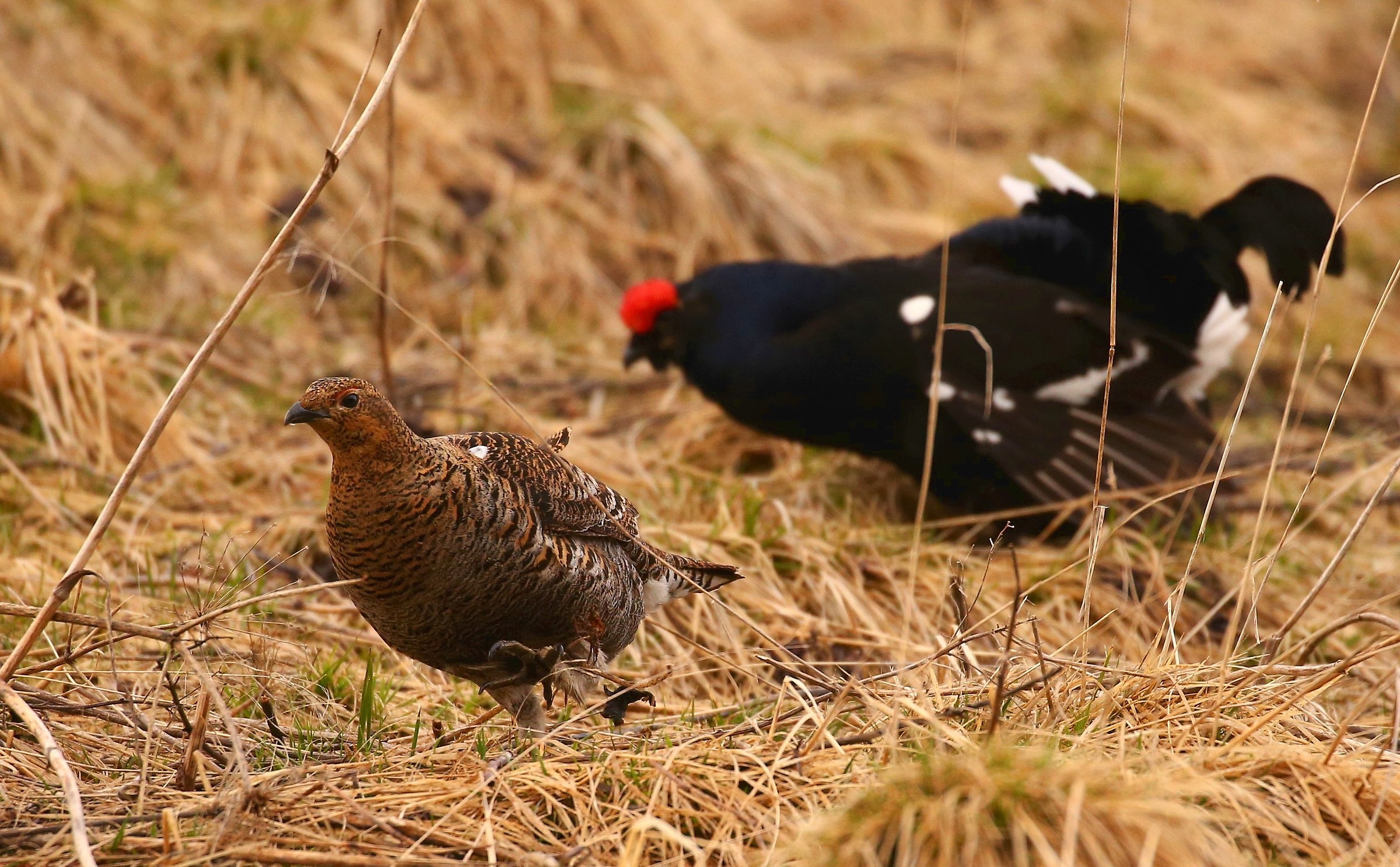 I hear them observed!