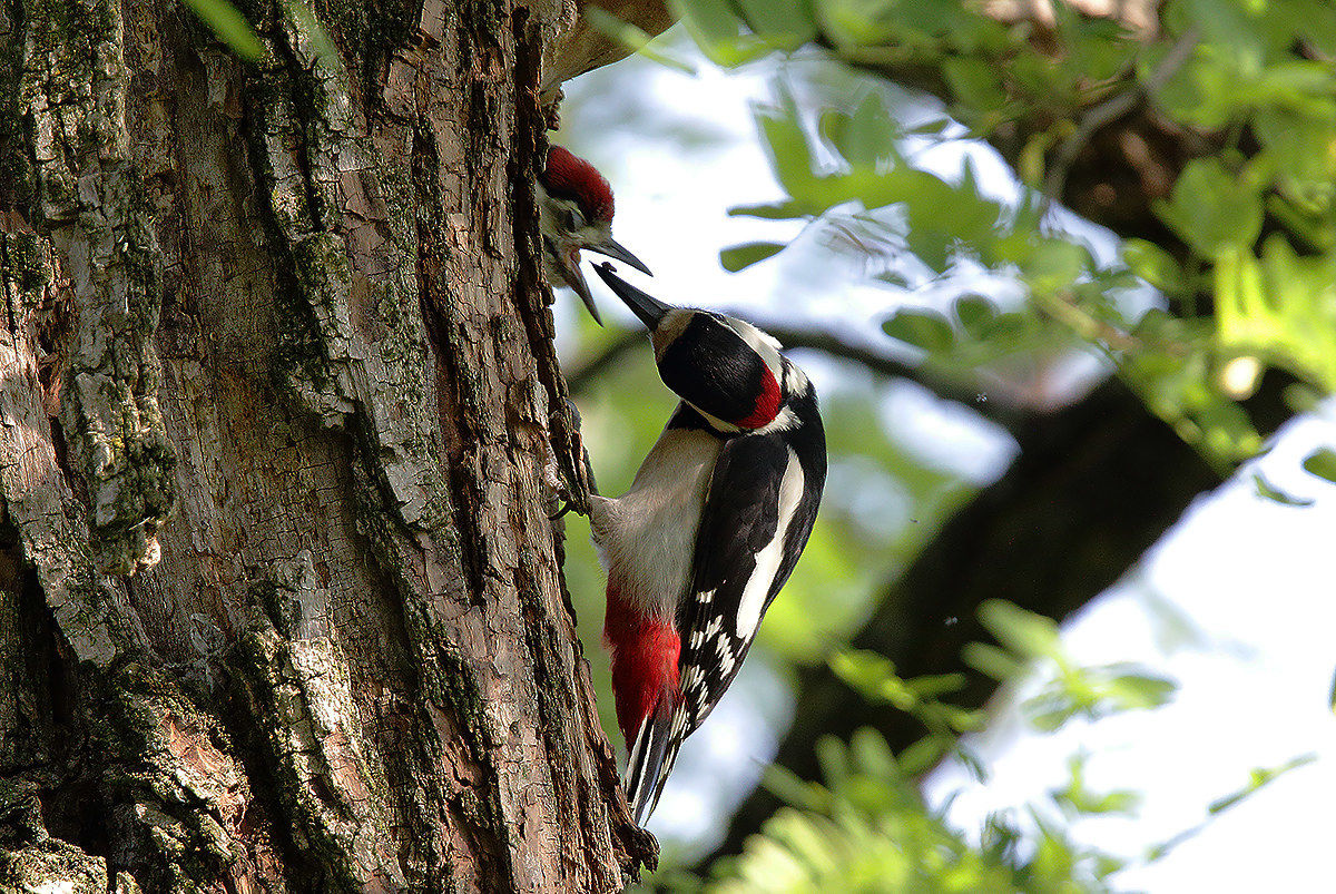 Embedded or embedded?