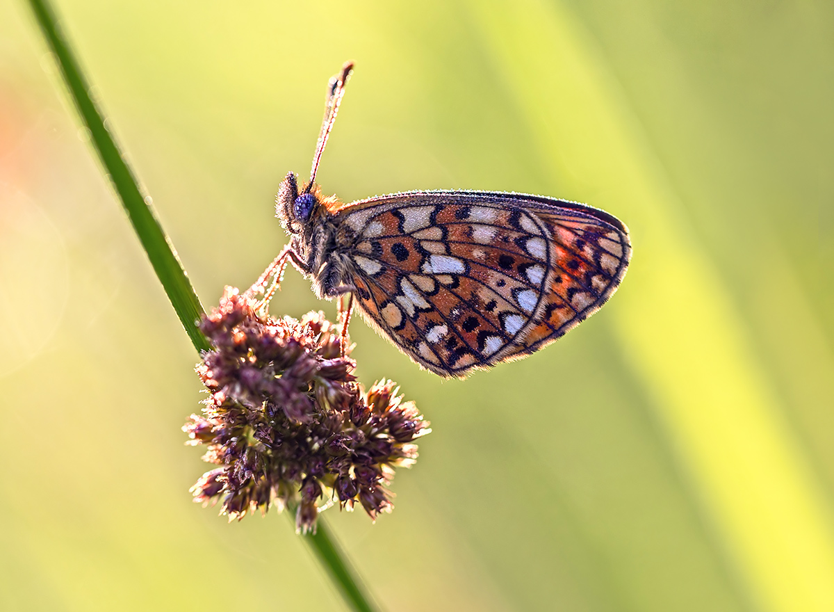 Once in the June morning