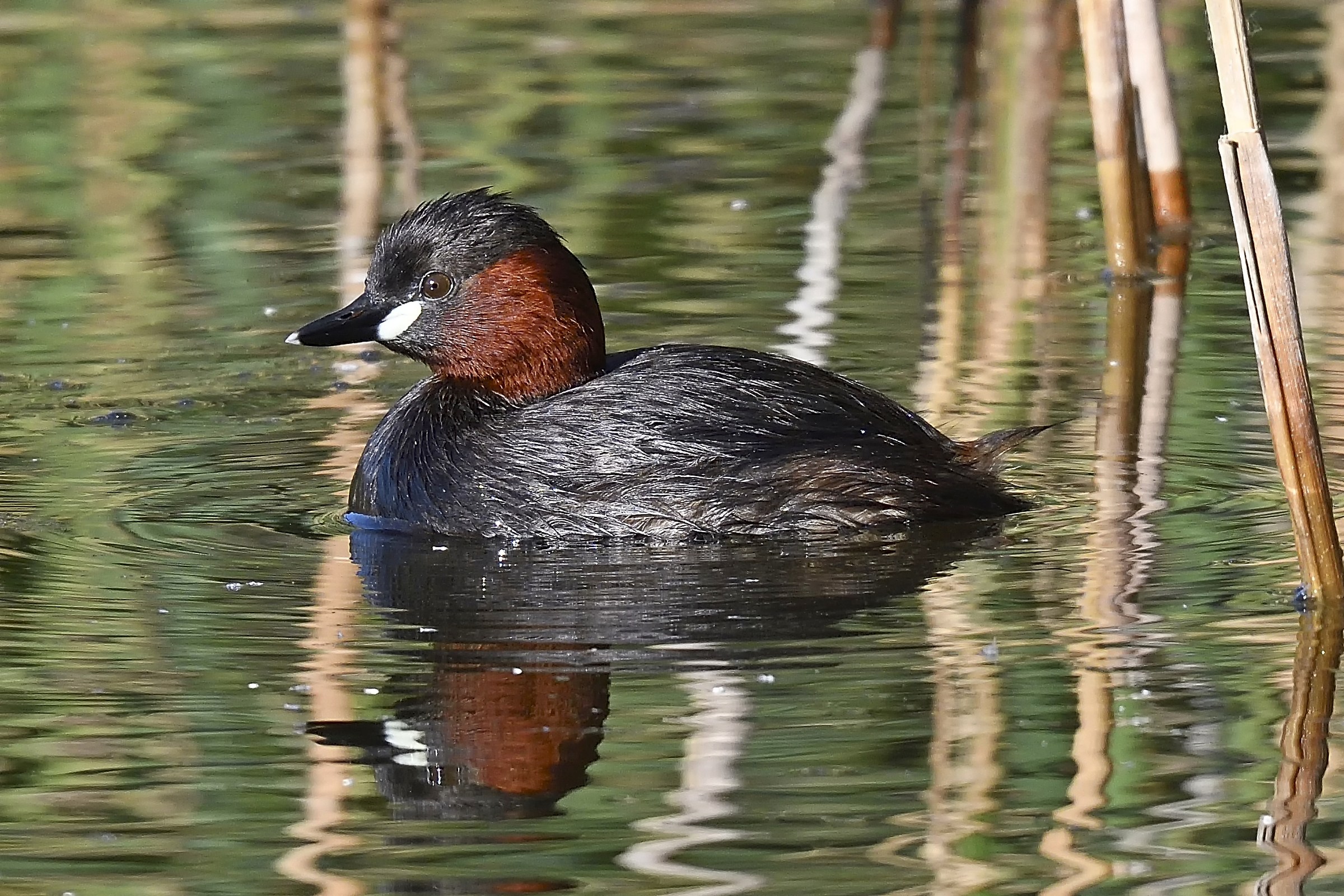 Little Grebe