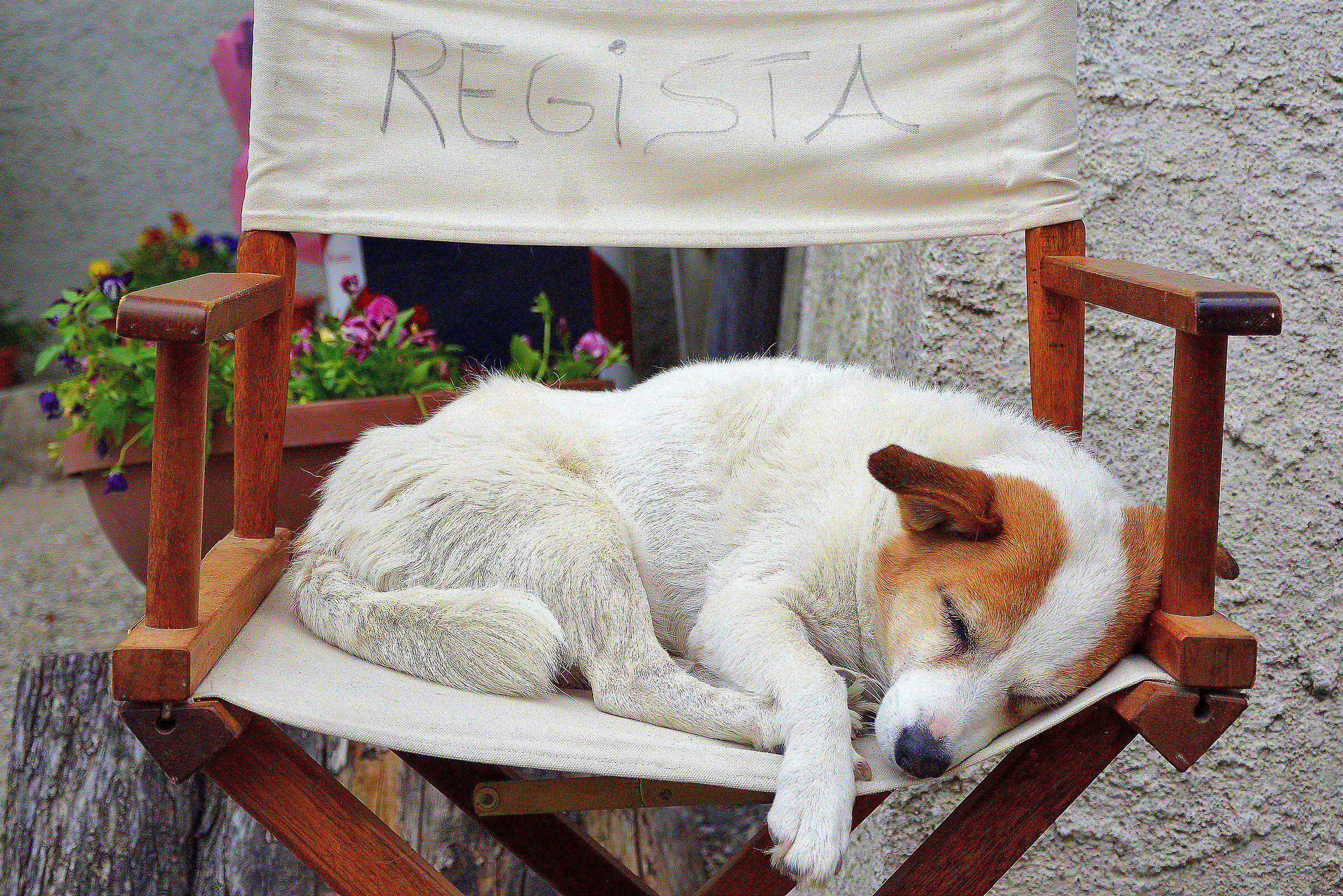 Questo regista è proprio un cane !!!