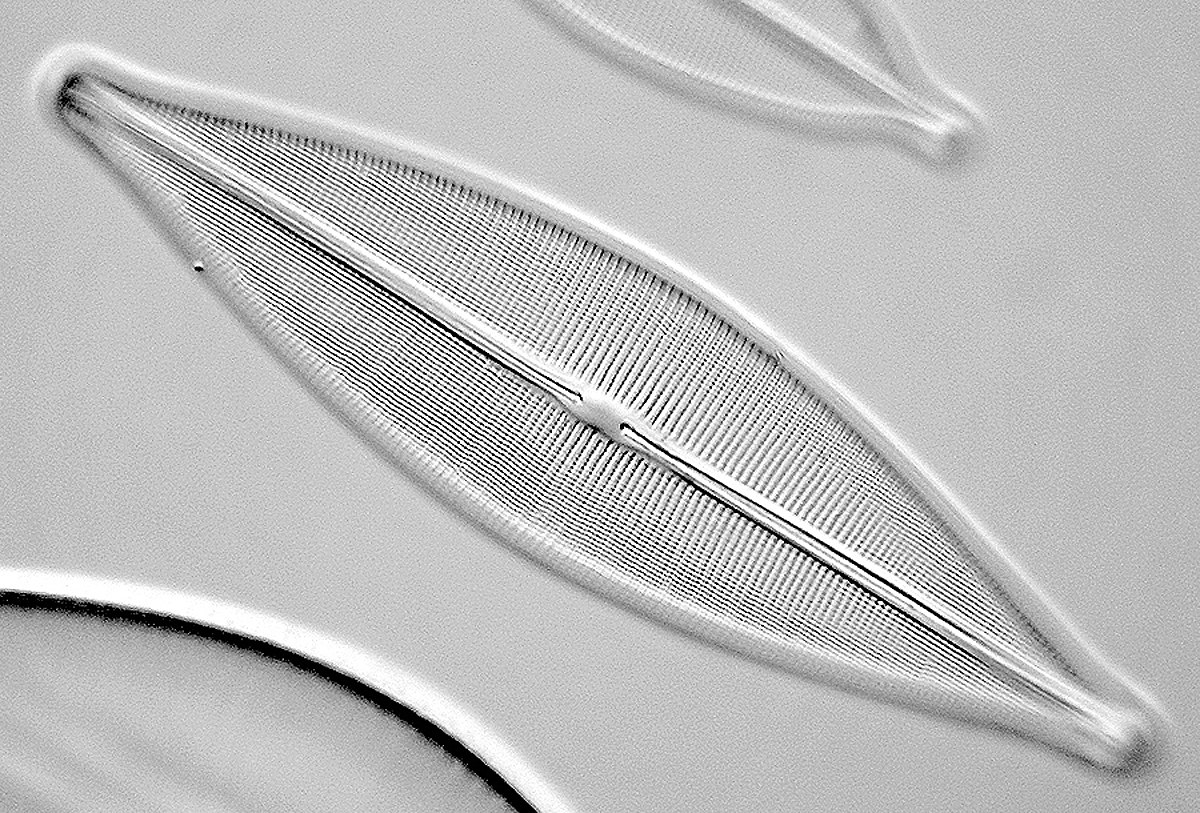 Navicula cuspidata, algae diatomea