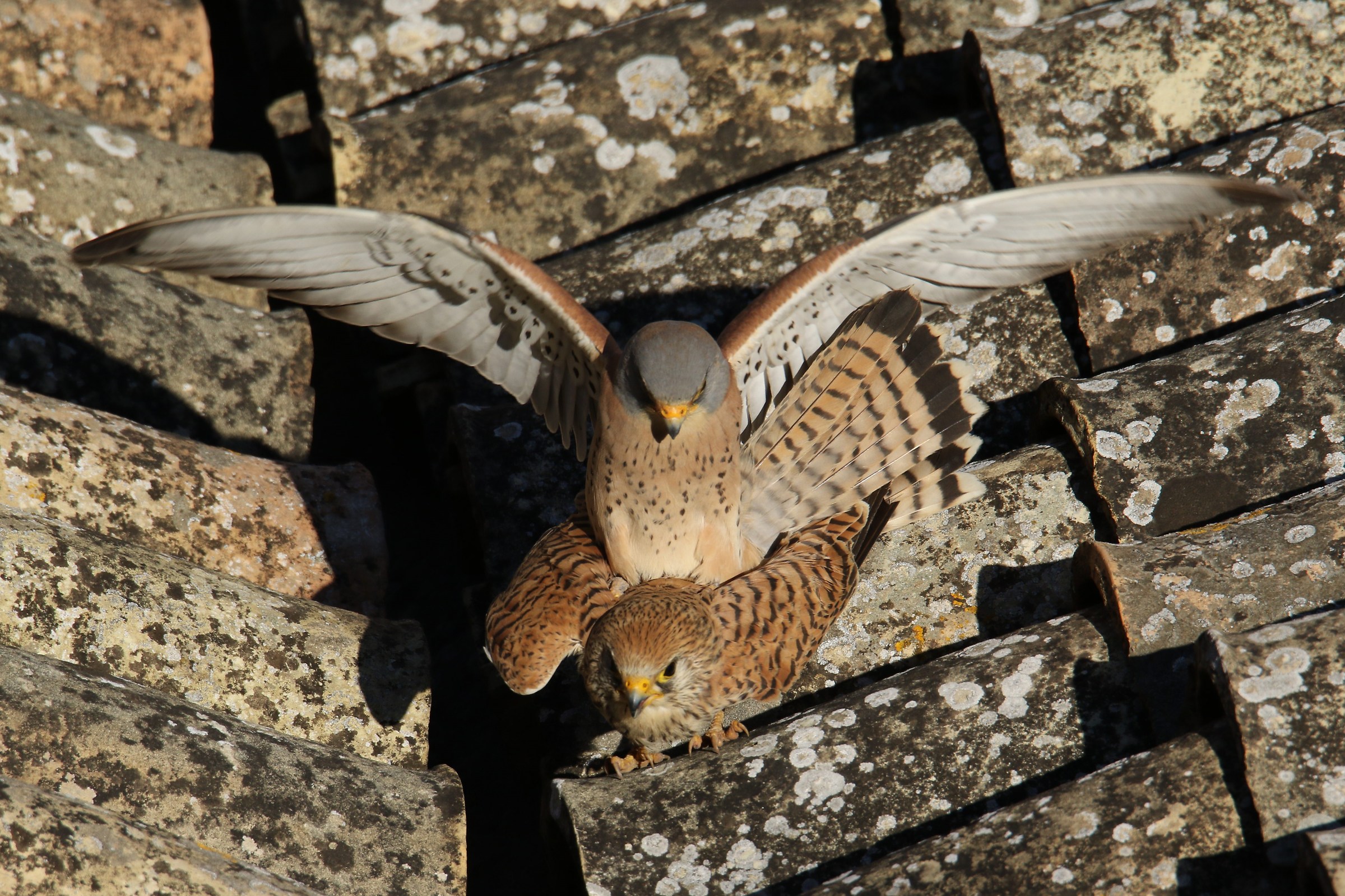 Grilled hawk in pairing