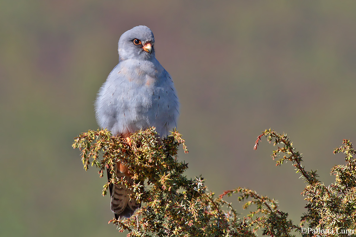 Falcon cuckoo (Falco vespertinus)