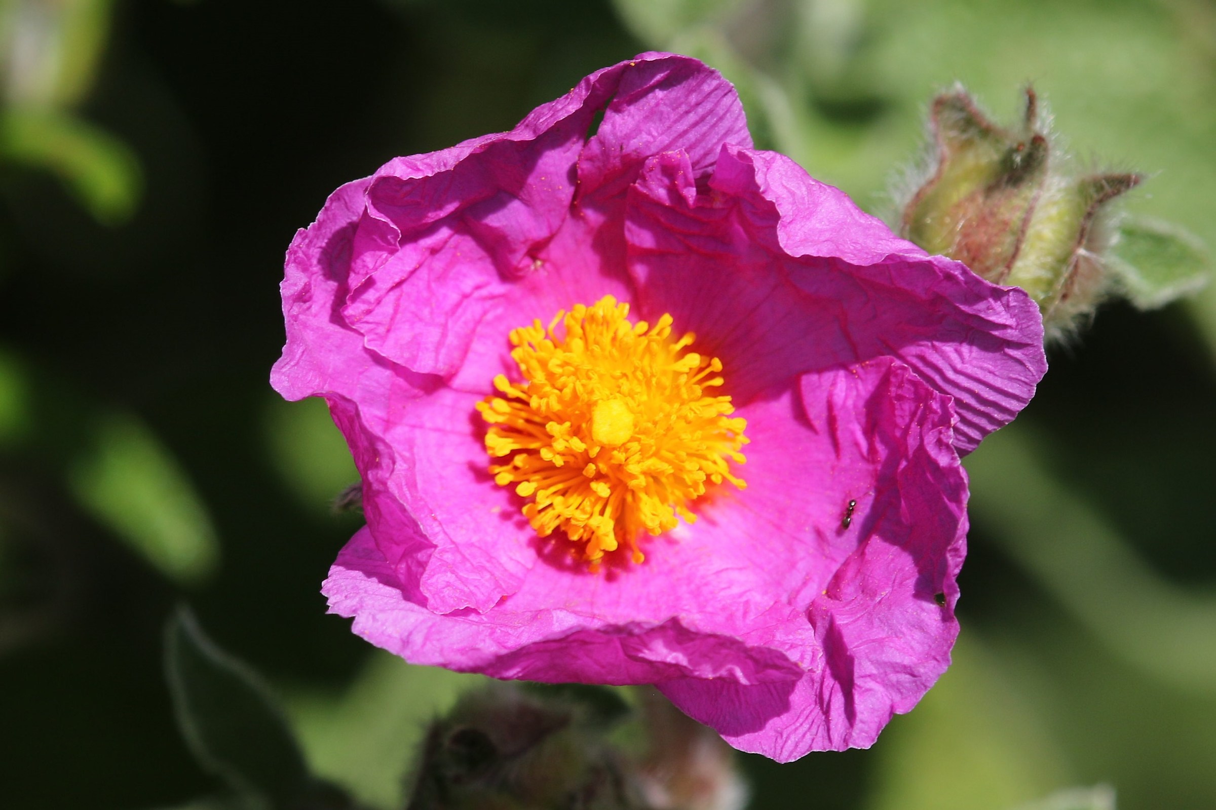 Cistus incanus