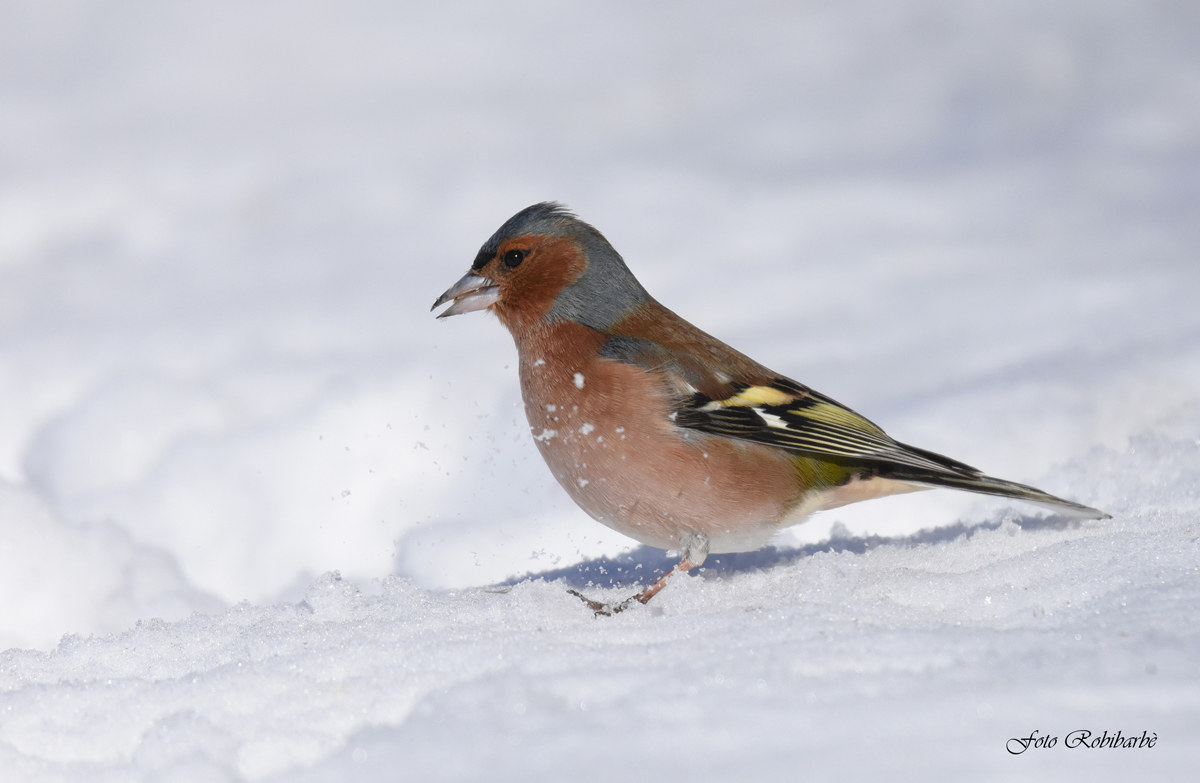 A Chaffinch in the Snow ...