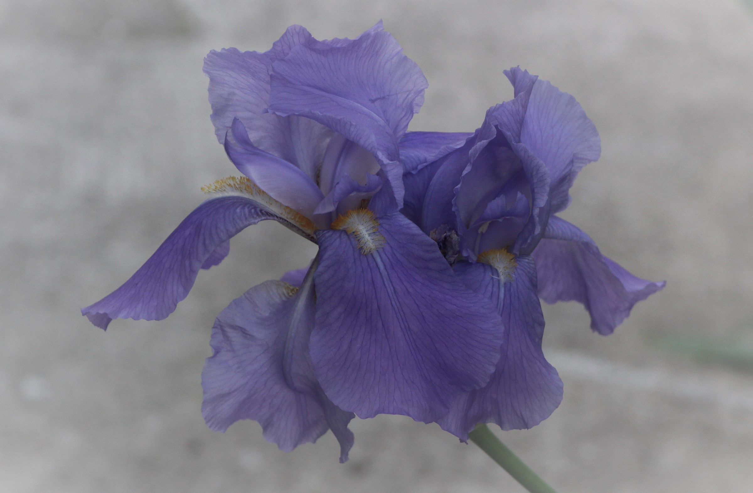 iris