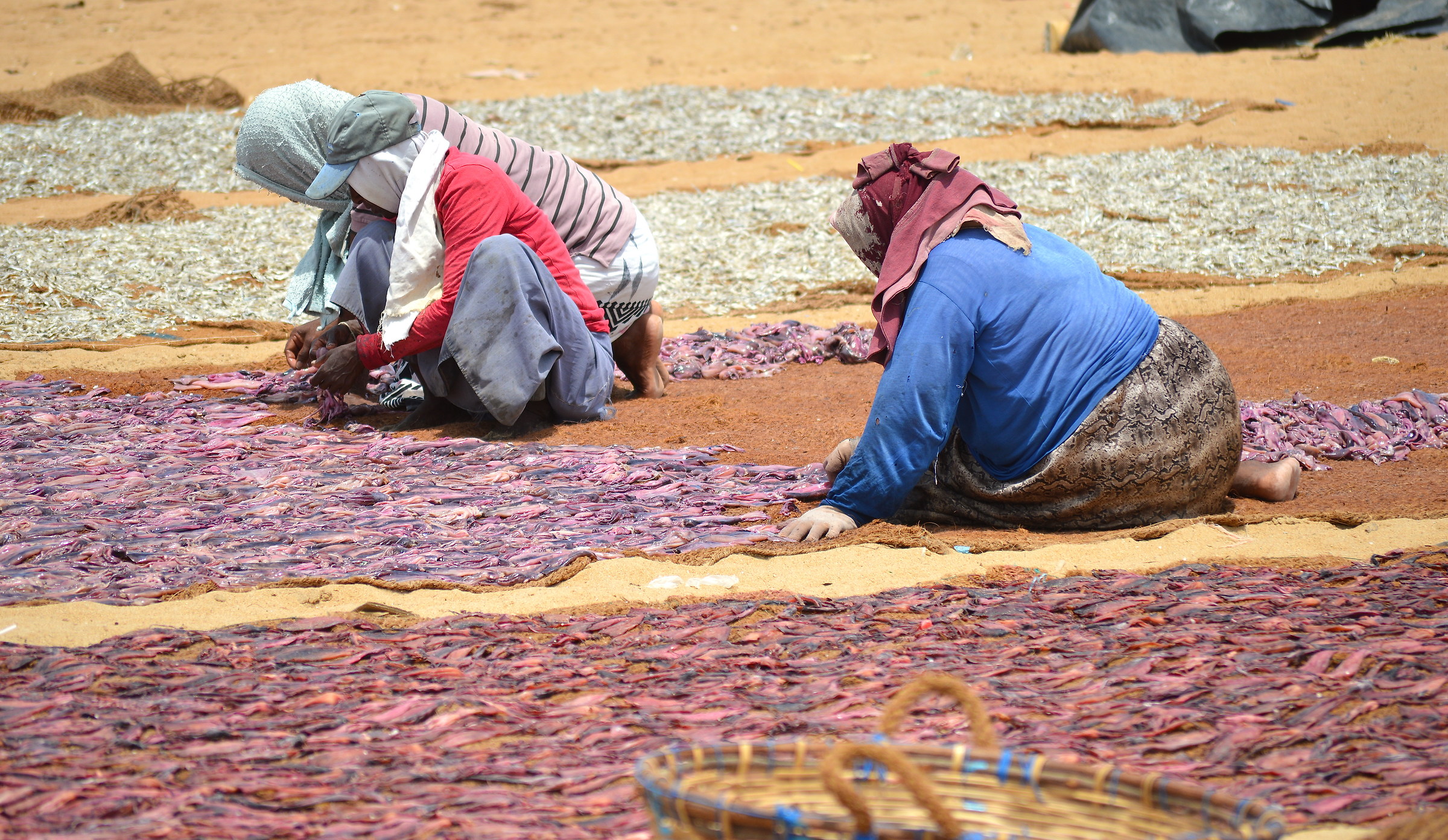 It is drying the fish ...