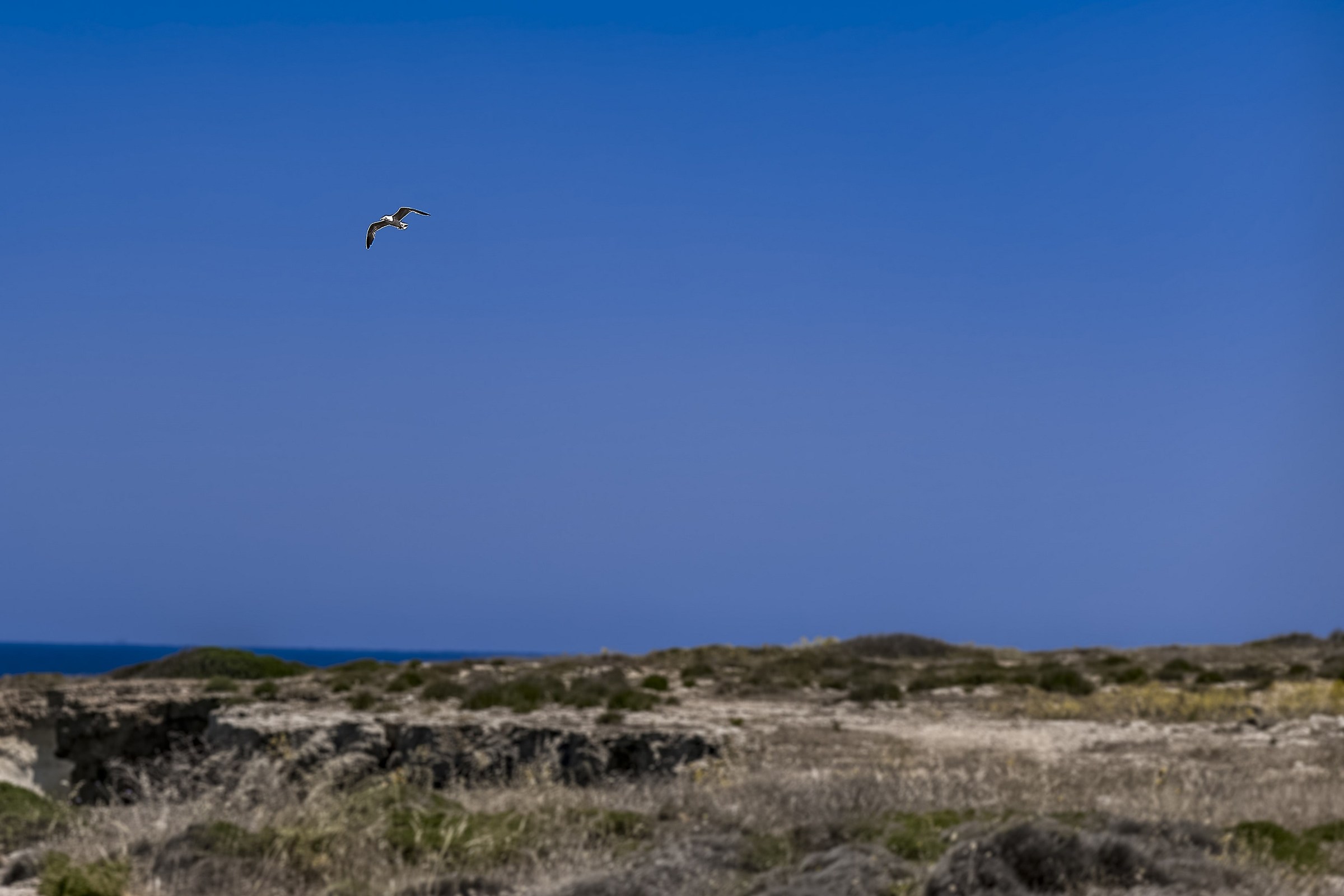 Il Volo del Gabbiano