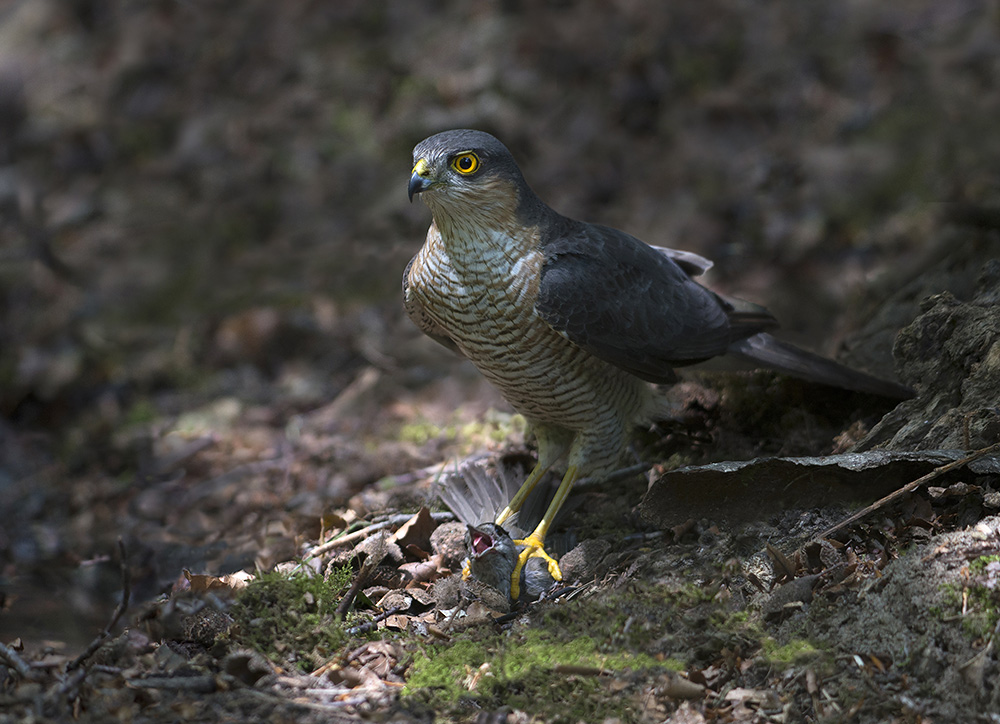 sparrow hawk