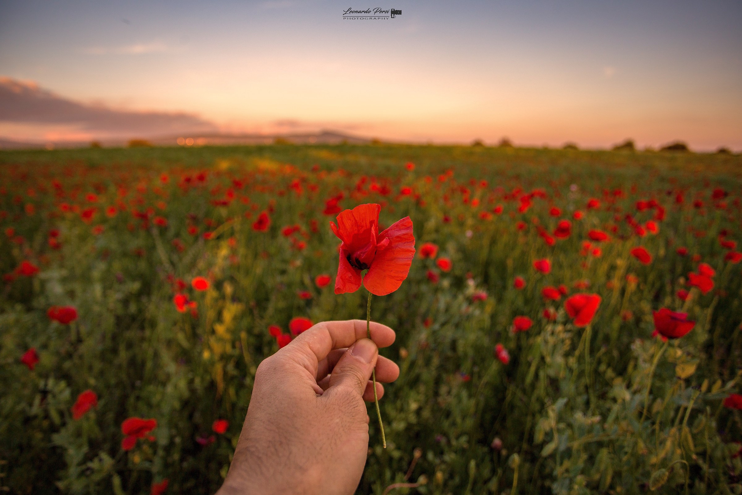 Papaveri...
