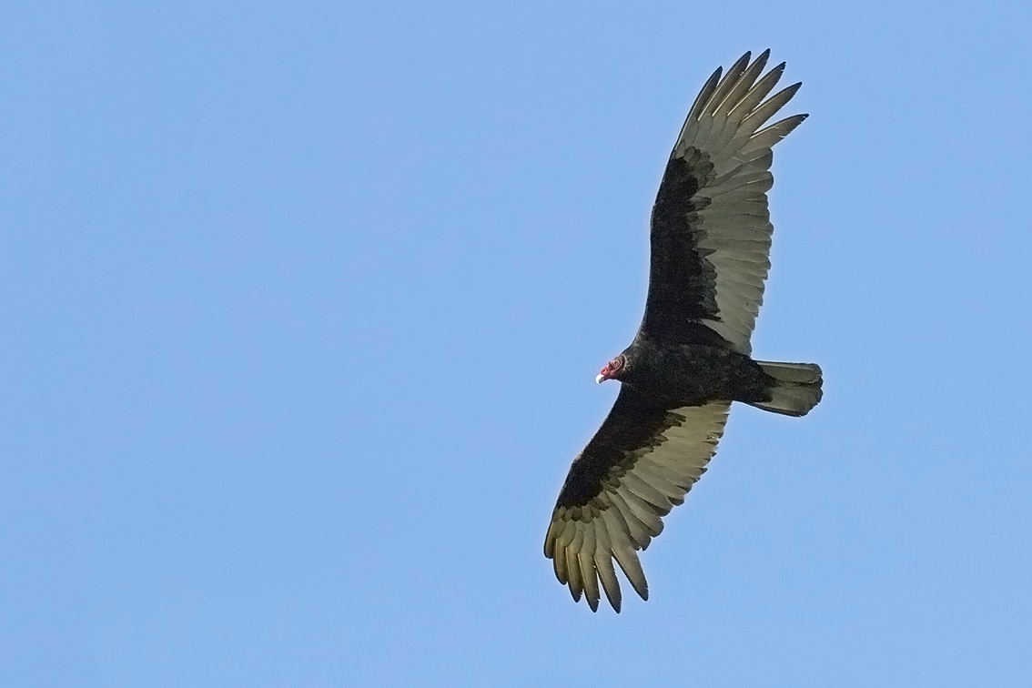 Vulture Collorosso