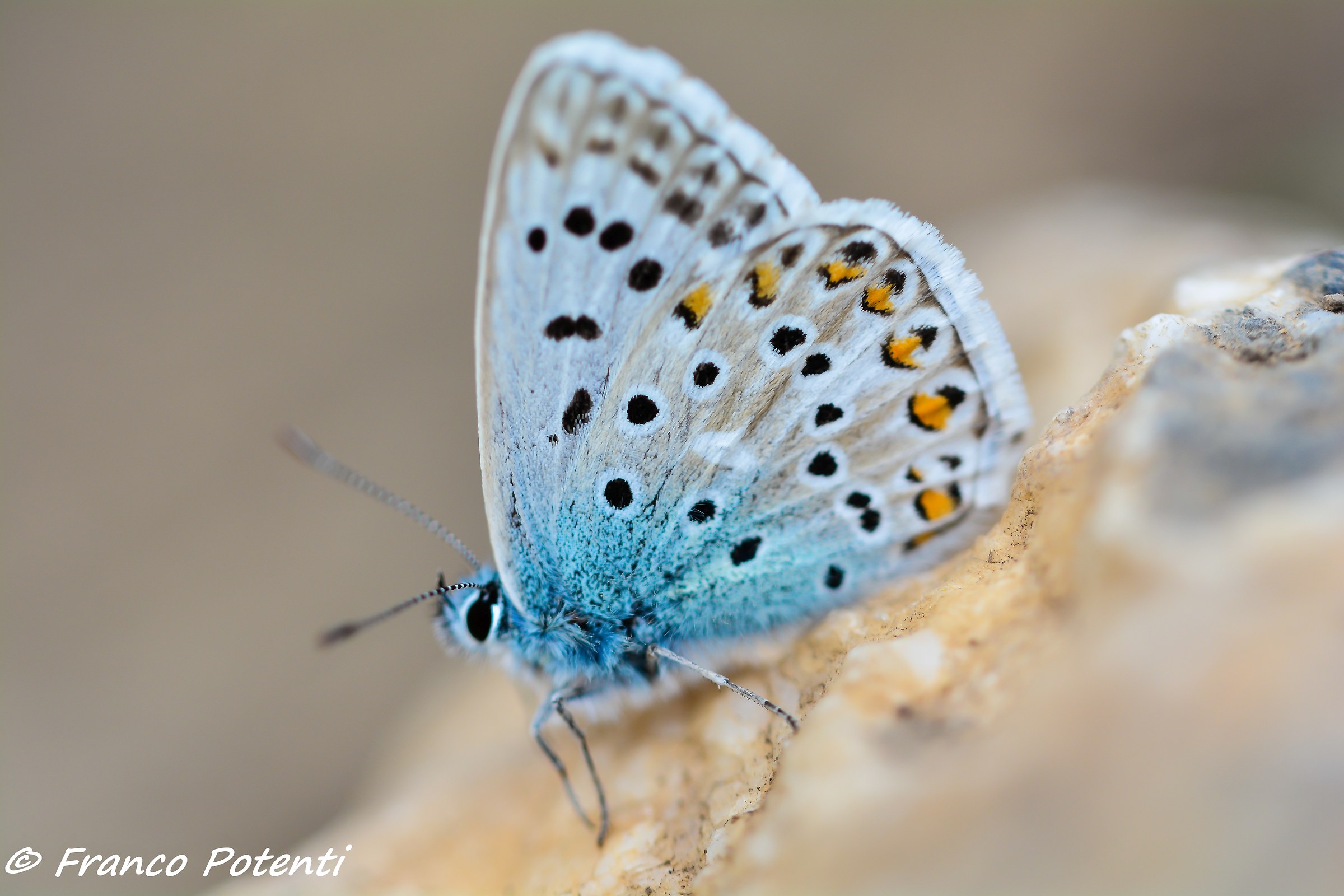 Polyommatus Icarus