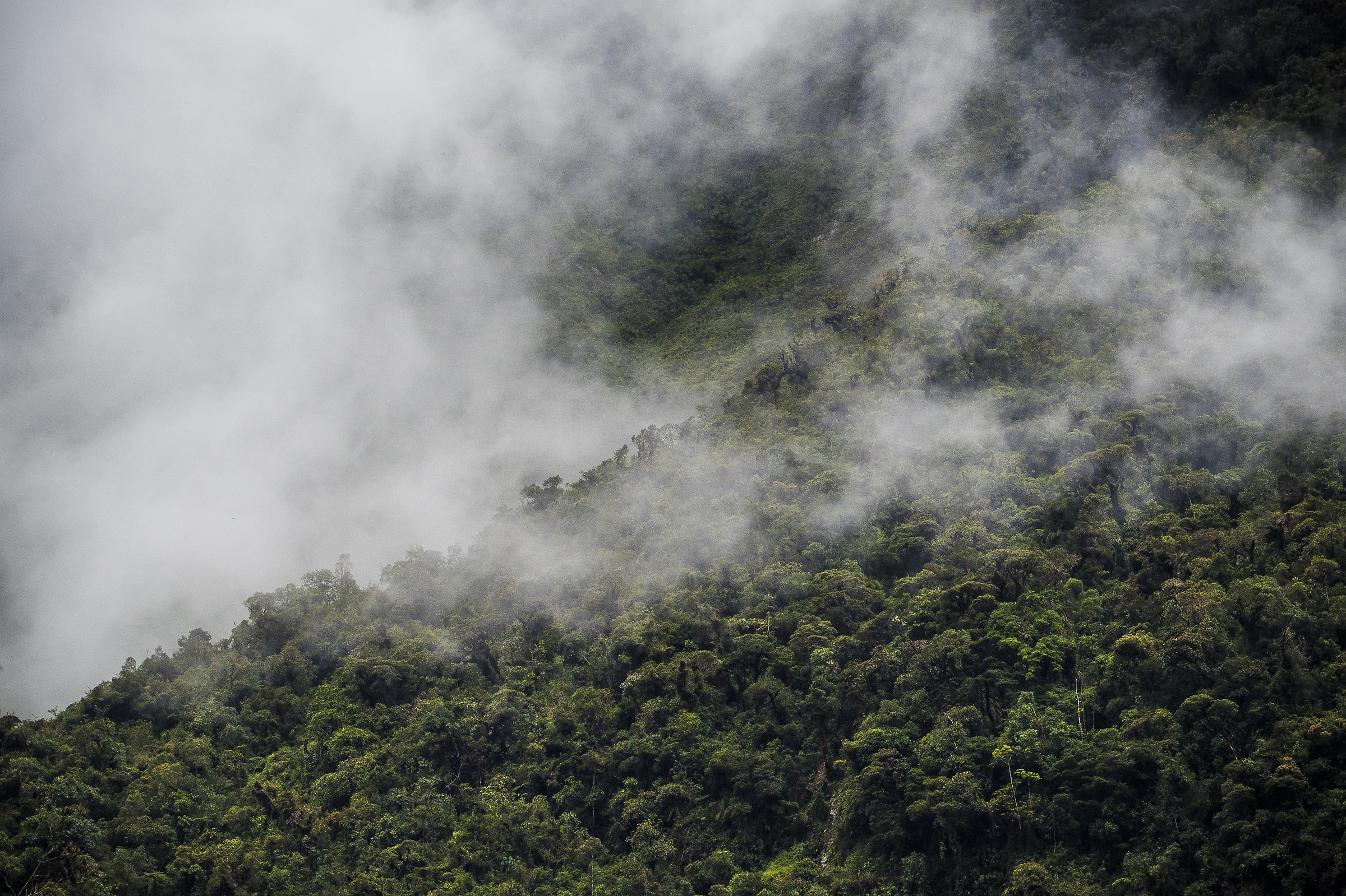 Cloud Forest