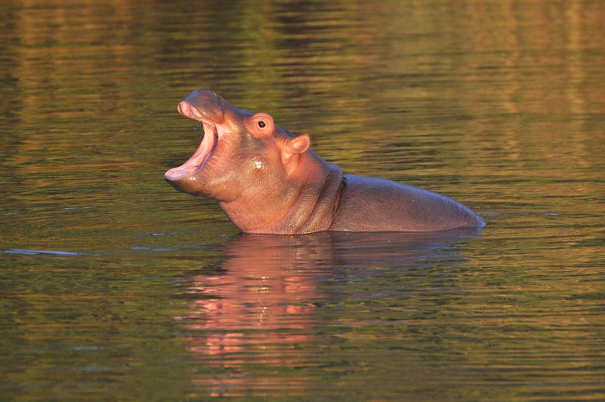 Sbadiglio- piccolo di ippopotamo