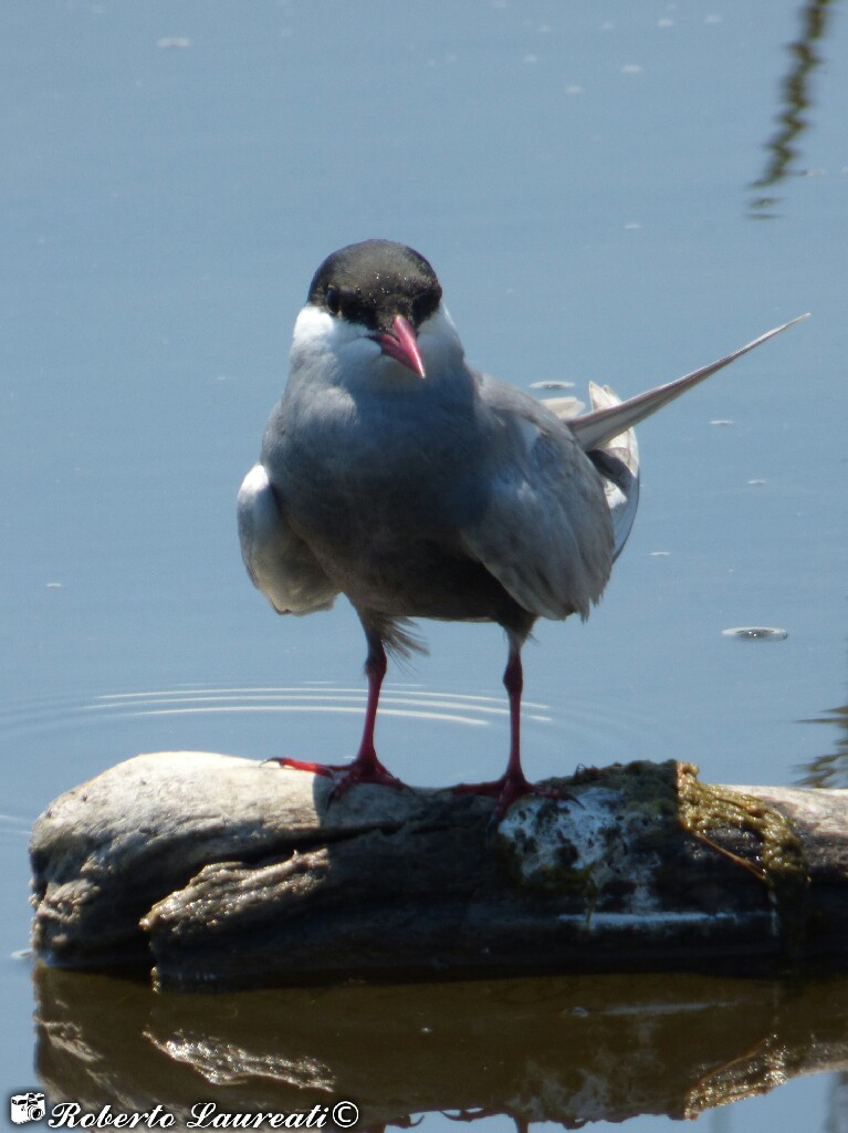 Plumed mignon (Chlidonias hybrida)