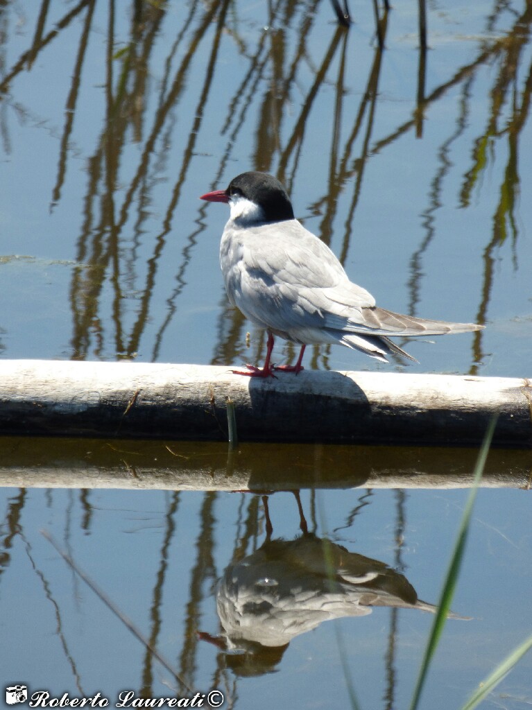 Plumed mignon (Chlidonias hybrida)