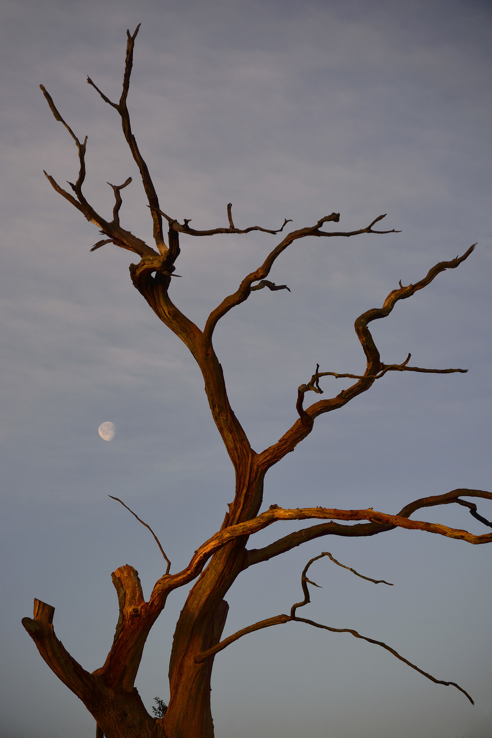 The Wild Antler Tree - at Sunrise