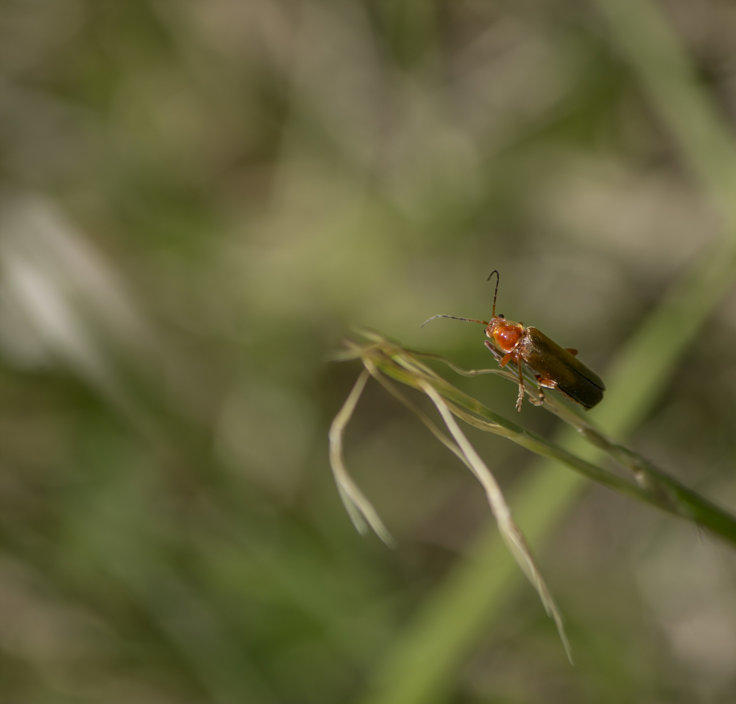 I told you no picture please!