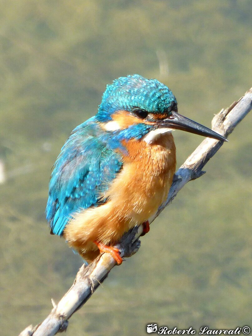 Fisherman Martin (Alcedo atthis)