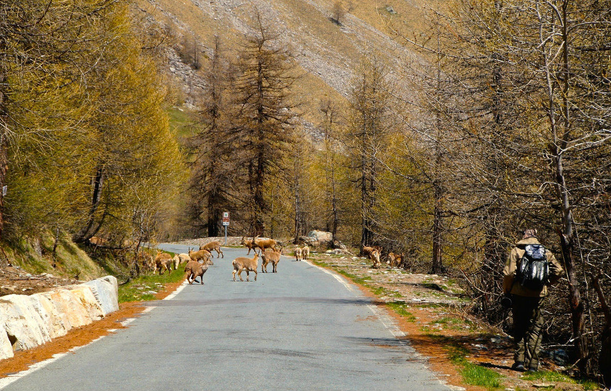 The cameraman (real) camouflaged