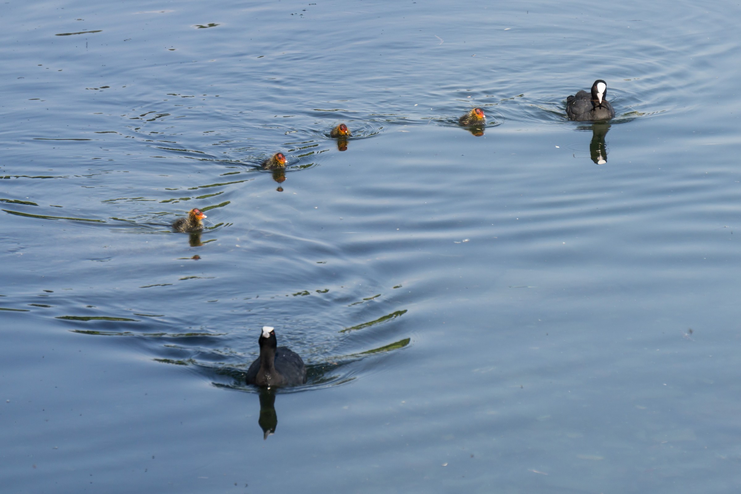 Family of folaghe in formation