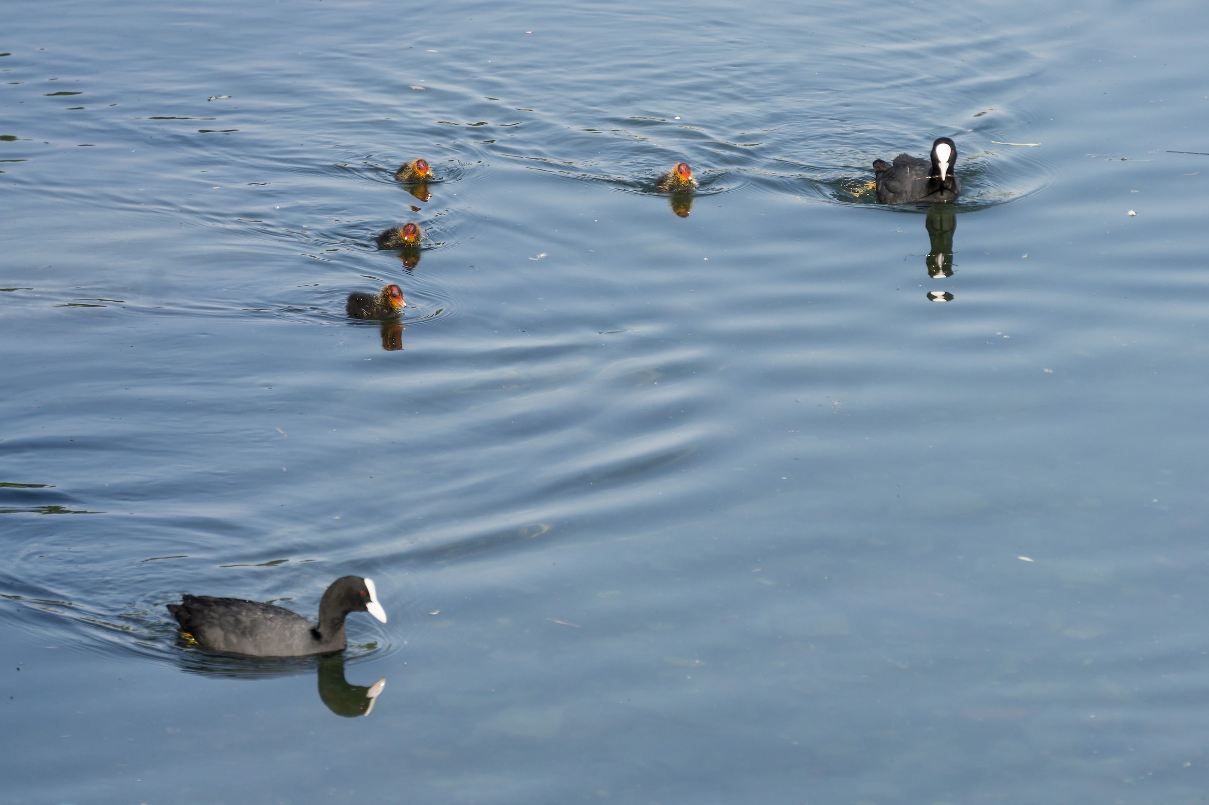 Family of folaghe in formation