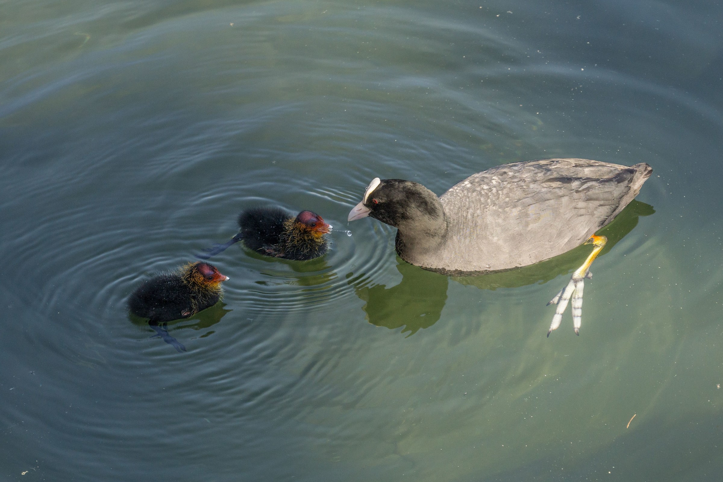 Cover with two chicks
